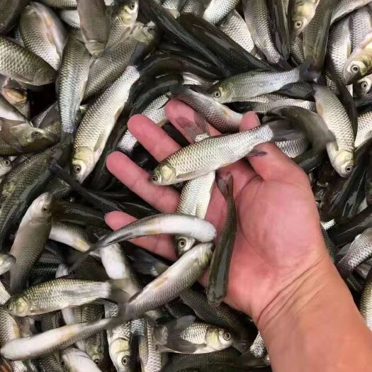 富顺县草鱼苗