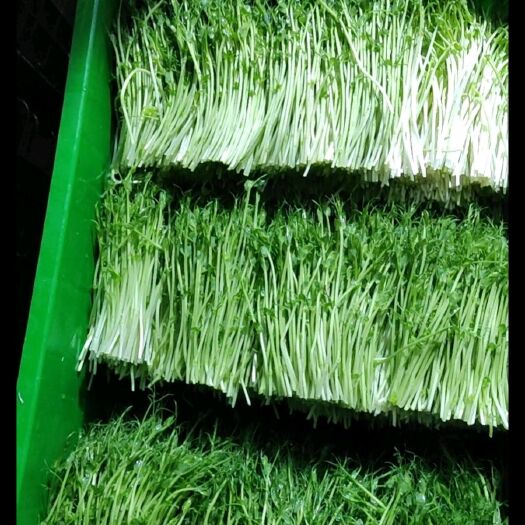 无土栽培豌豆苗