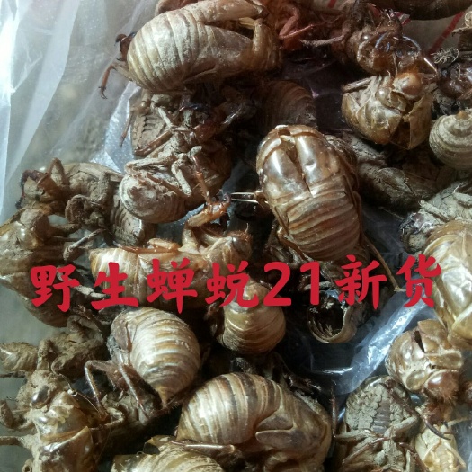 泌阳县阿婆采的yesheng蝉蜕爬叉知了壳新货散货不是人工养殖