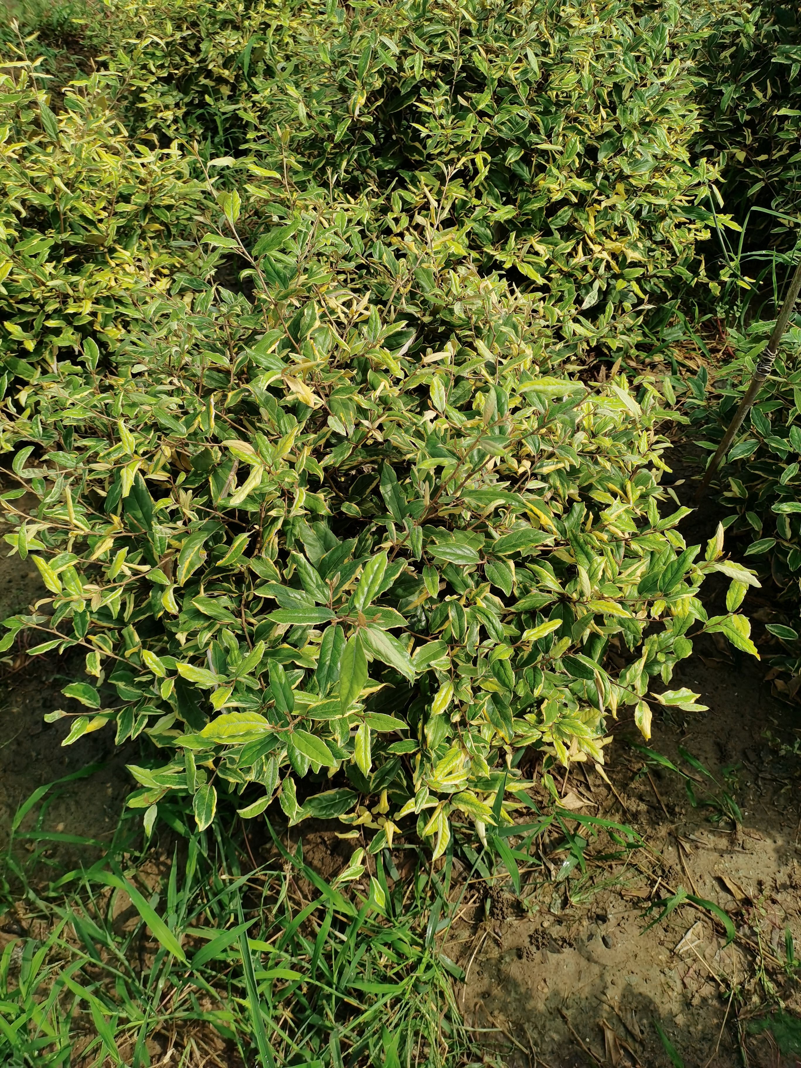 金边黄杨  金边胡颓子