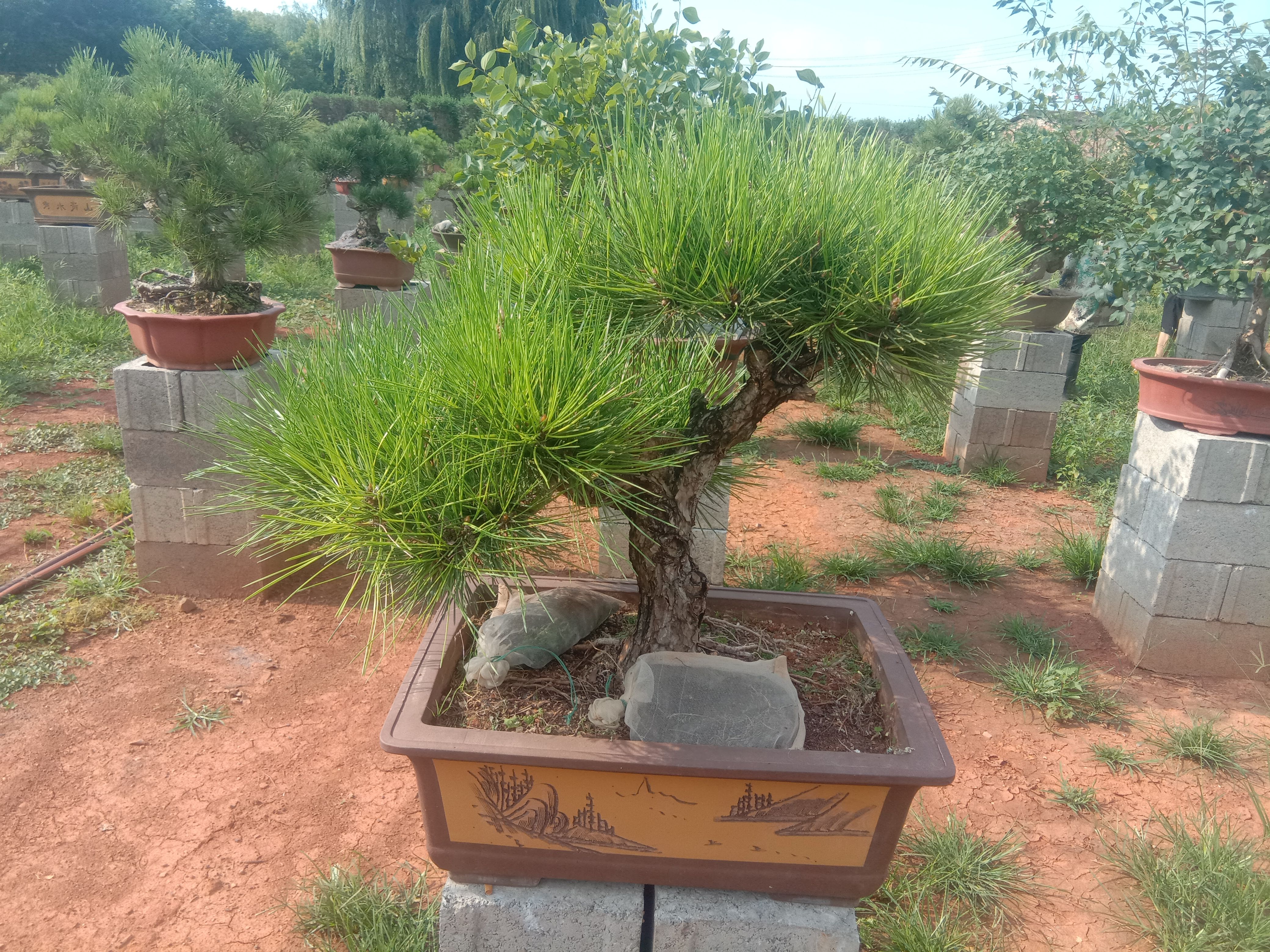 人参榕树盆景 各类树桩盆景