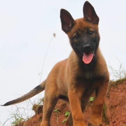 郓城县马犬