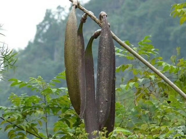  西双版纳豆角新鲜海船菜木蝴蝶海床菜