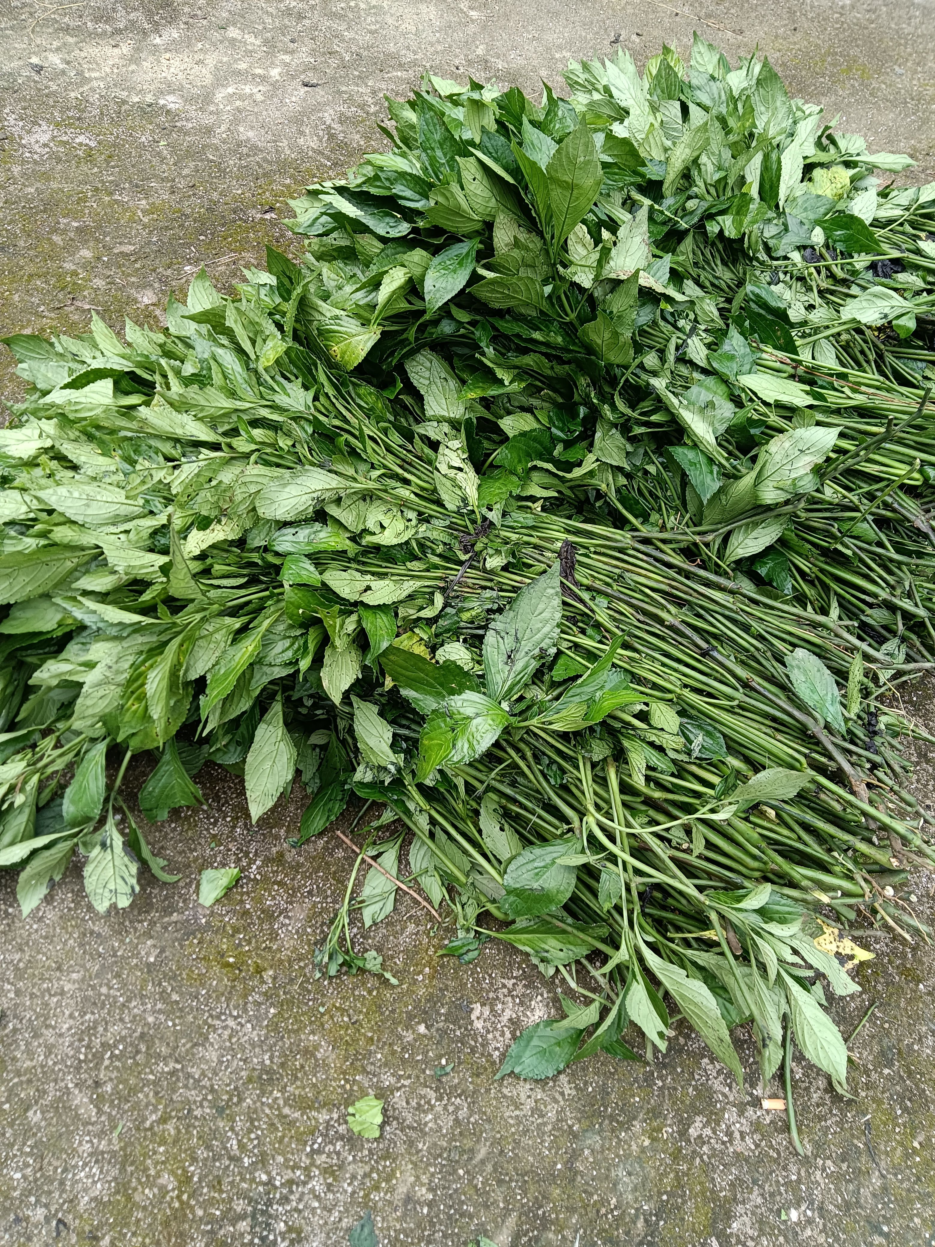 南板蓝根 蓝靛泥 ：天然染料