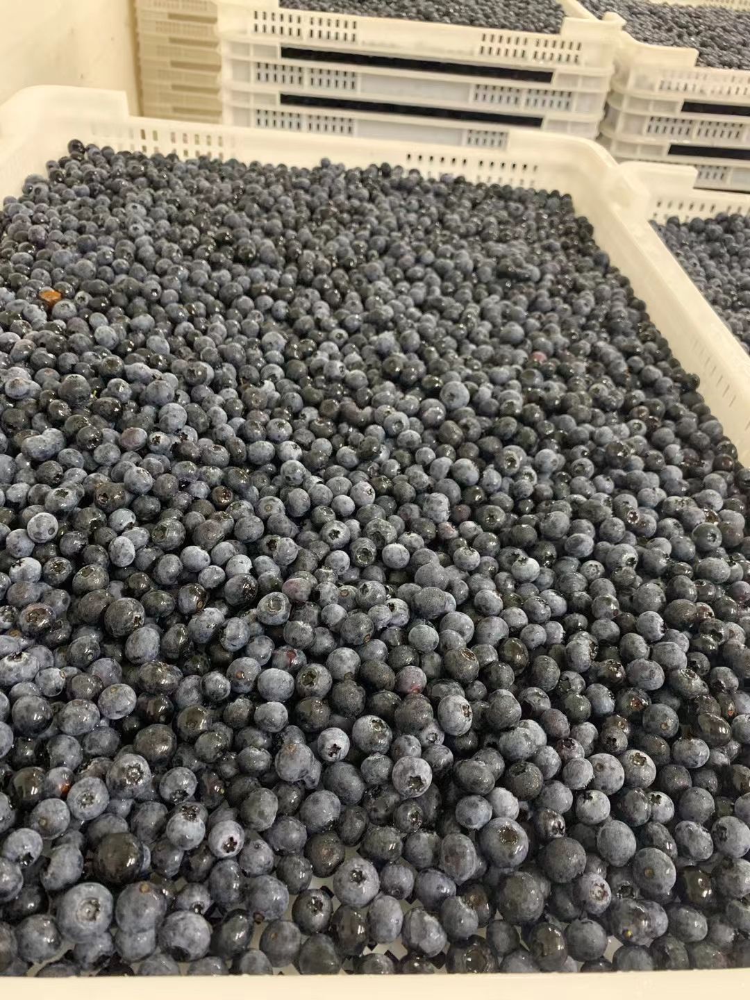 丹东冷冻蓝莓，12-14为主，没裂果