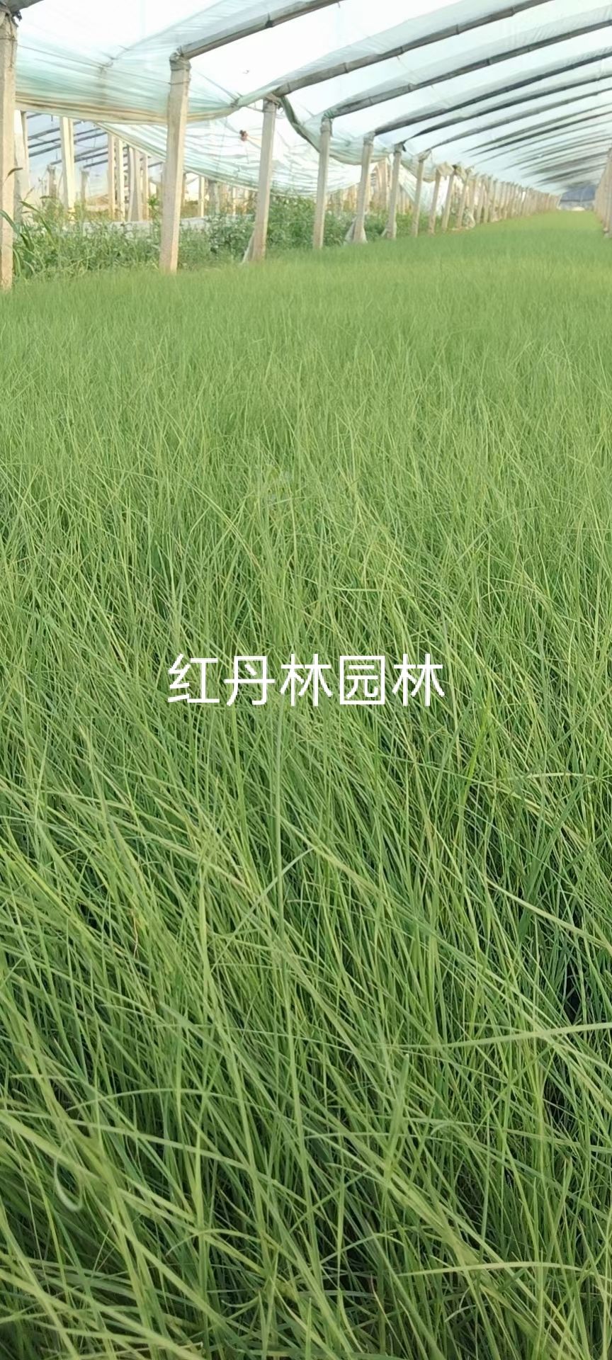 粉黛乱子草 粉黛乱子草现货供应 乱子草基地直供