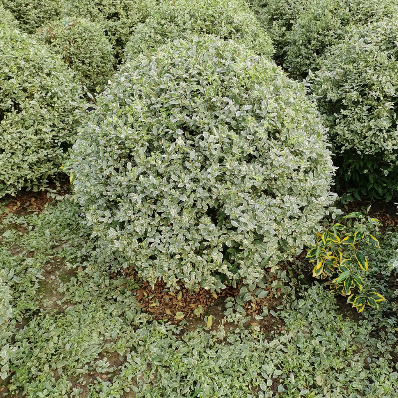 金叶白蜡  清田处理银姬小蜡花叶女贞100厘米120厘米精品级