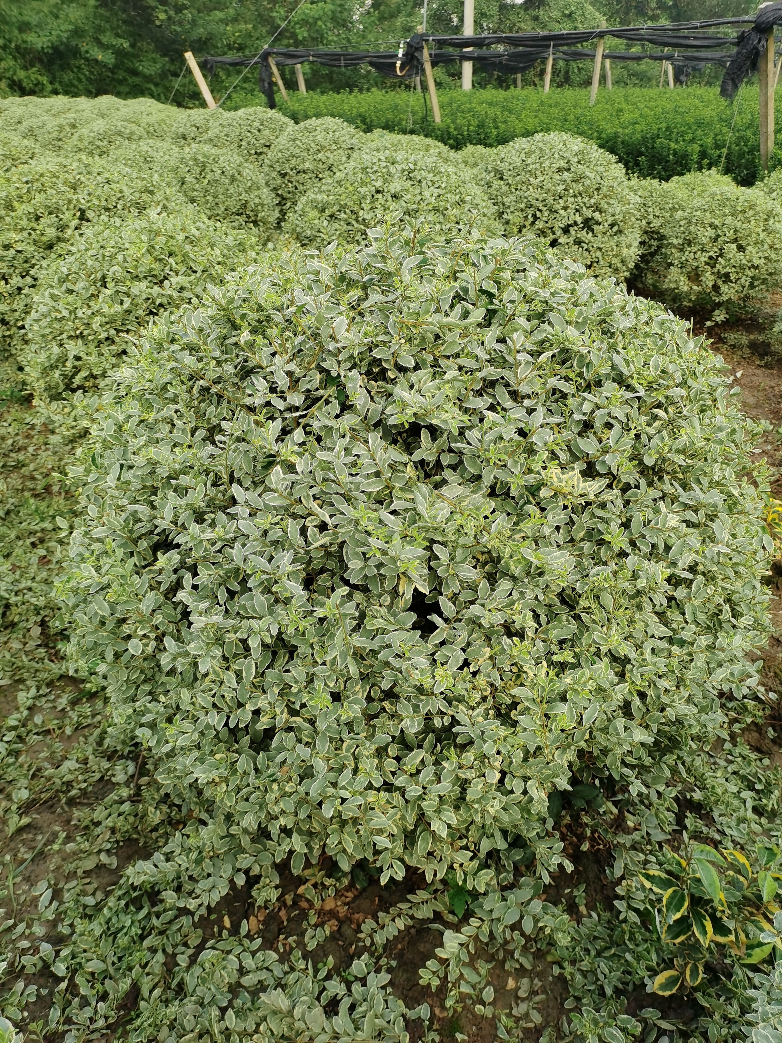 花叶女贞球银姬小蜡球，亏本处理出售。