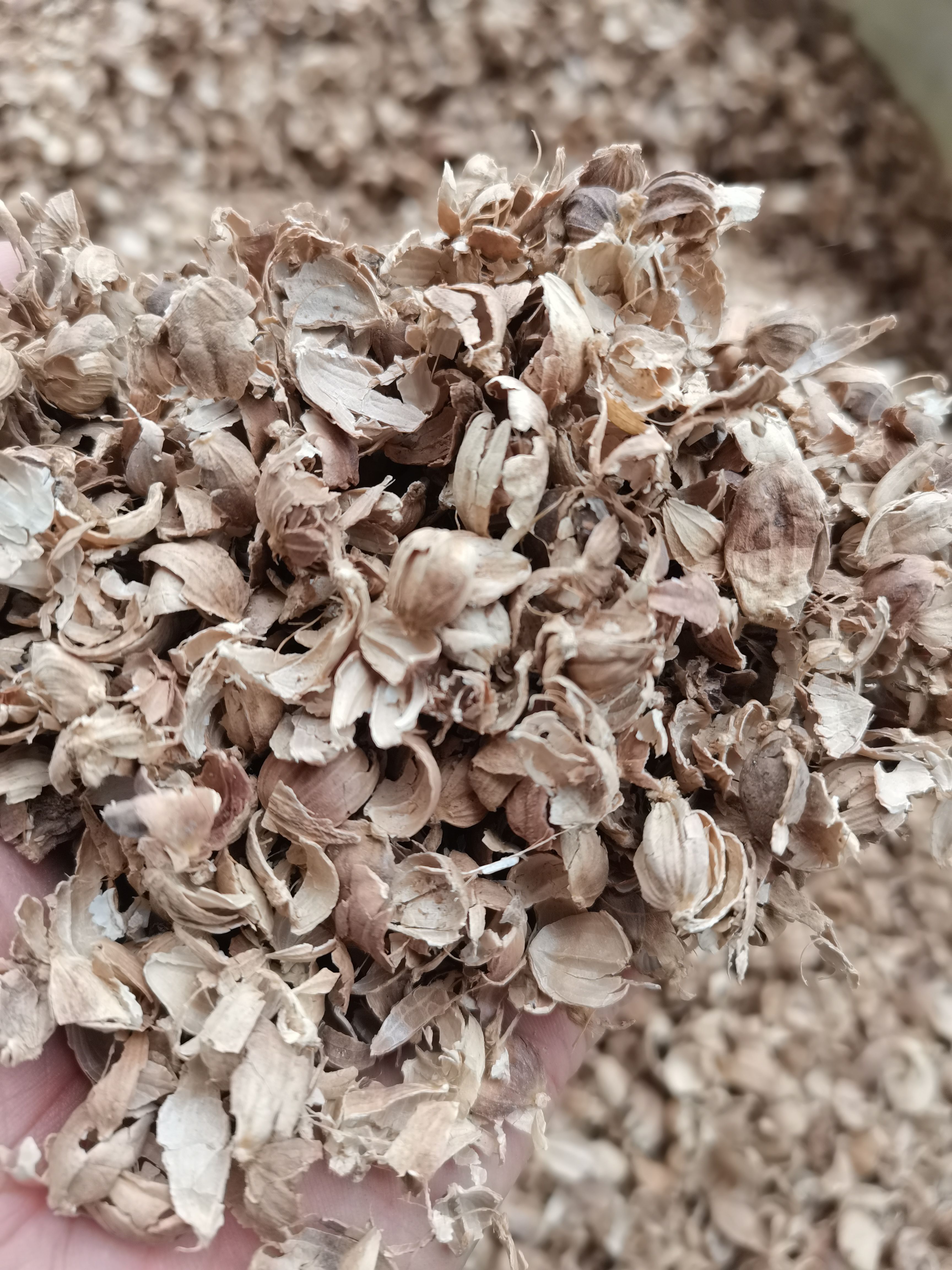 白蔻 白扣 白豆蔻 各种香辛料批发 中药材大全