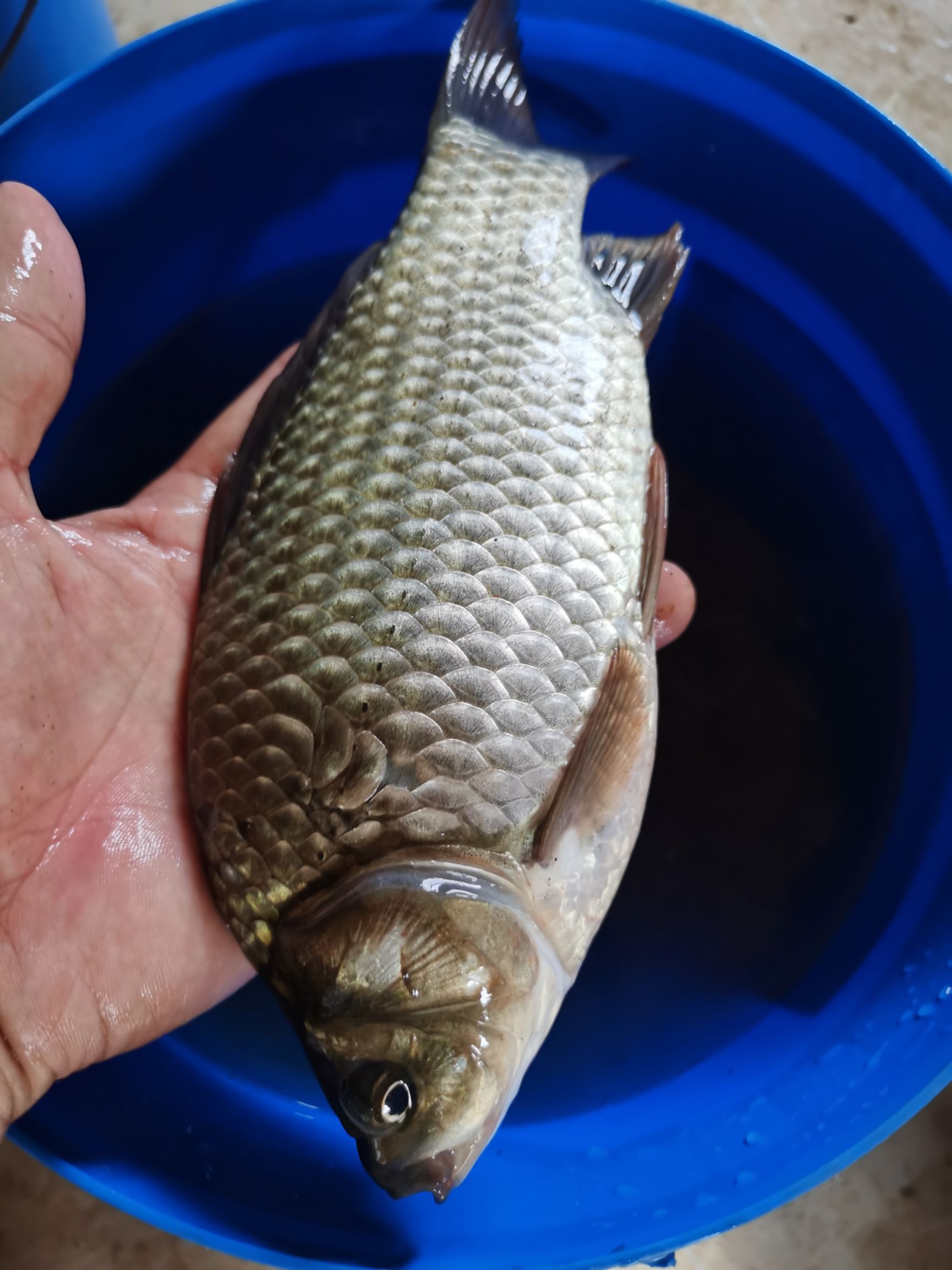 异育银鲫  精养塘银鲫大板鲫鱼，中科5号，大鲫鱼
