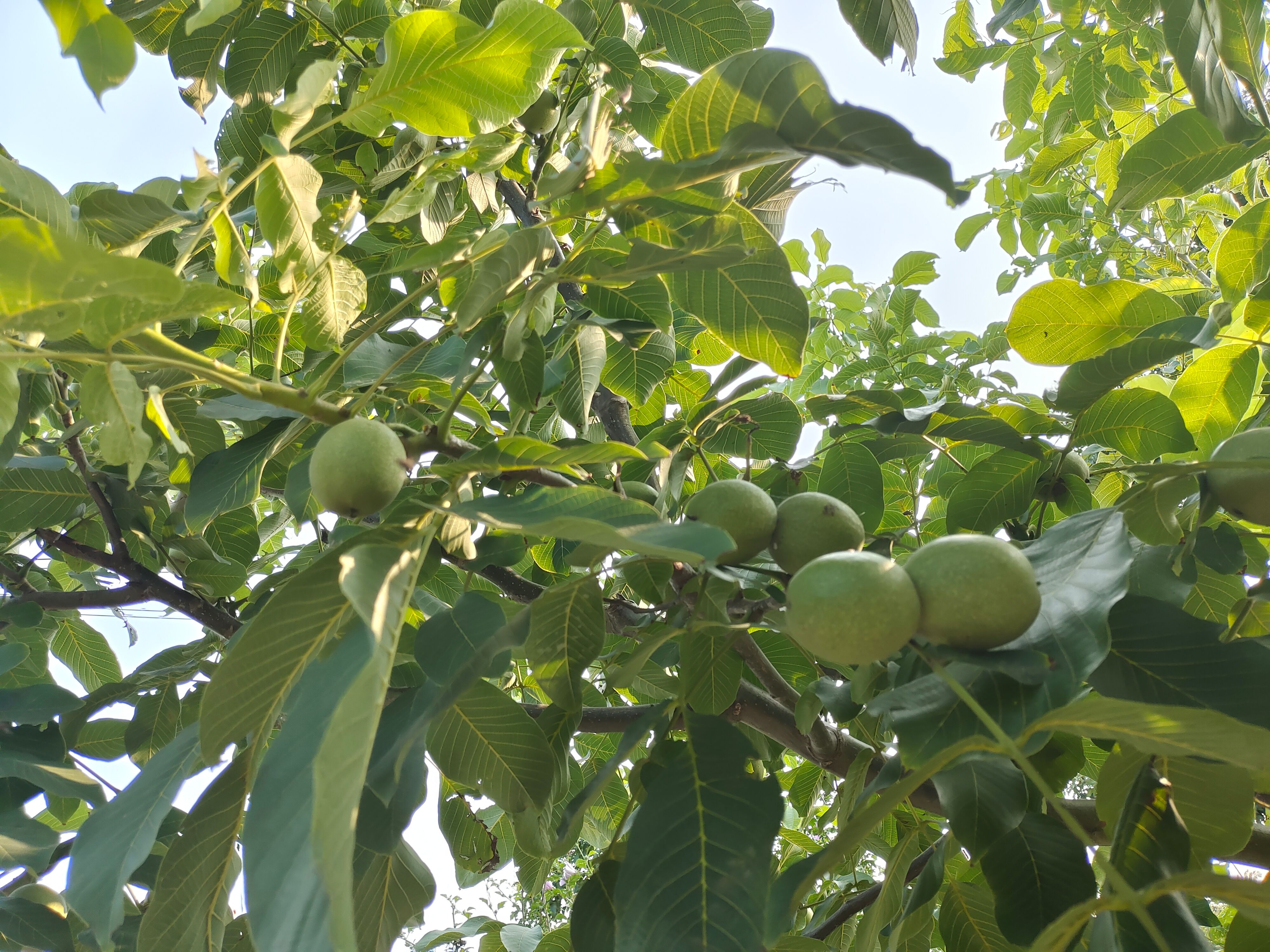  无公害青皮核桃，支持自己采摘，量大从优