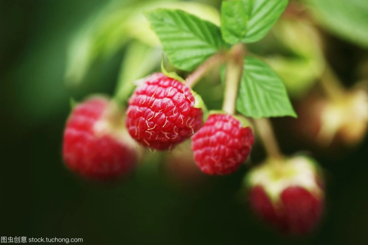 宾县树莓大量出售 来自树莓产地黑龙江 当季产量几十万斤