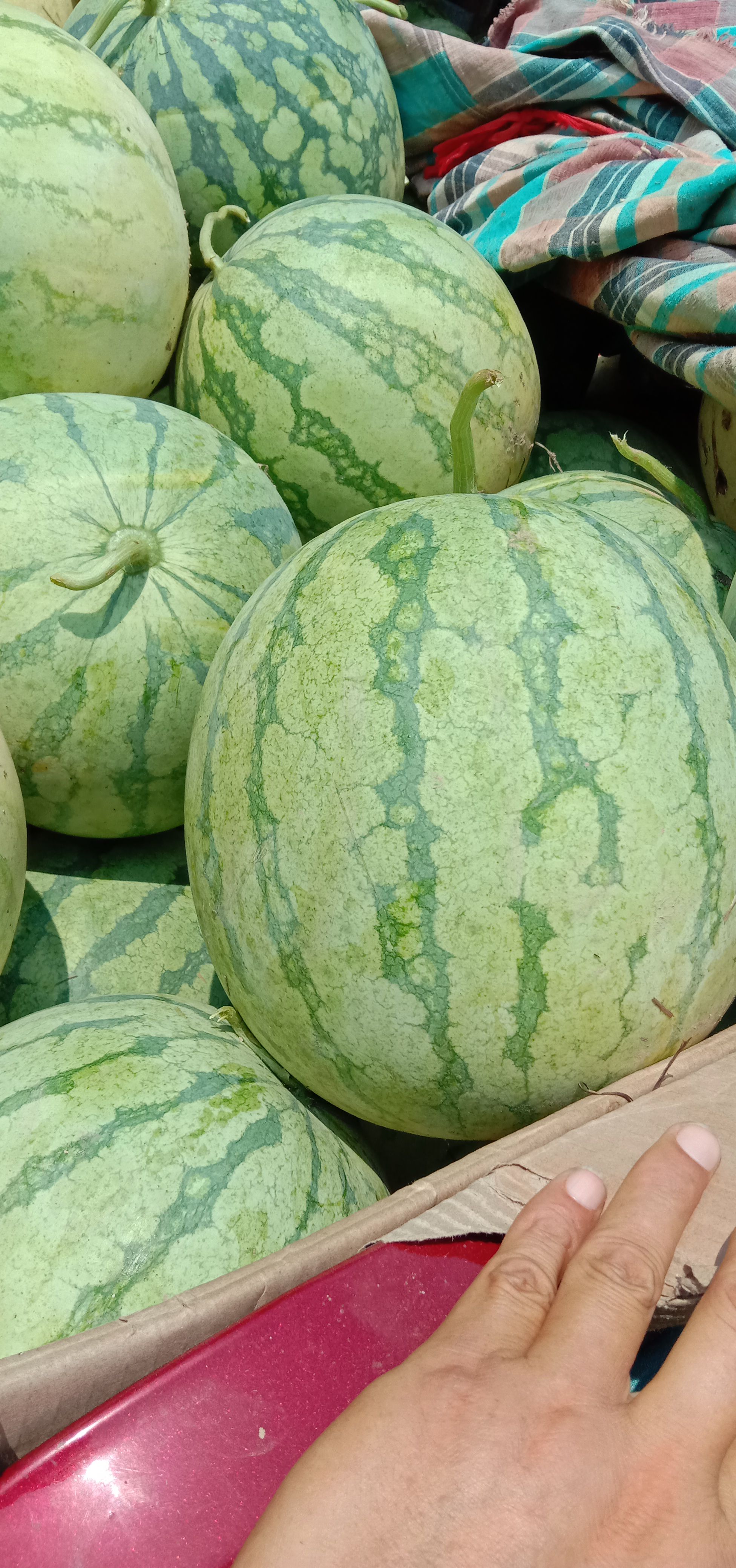 花皮无籽西瓜,头茬,八成熟以上,通货