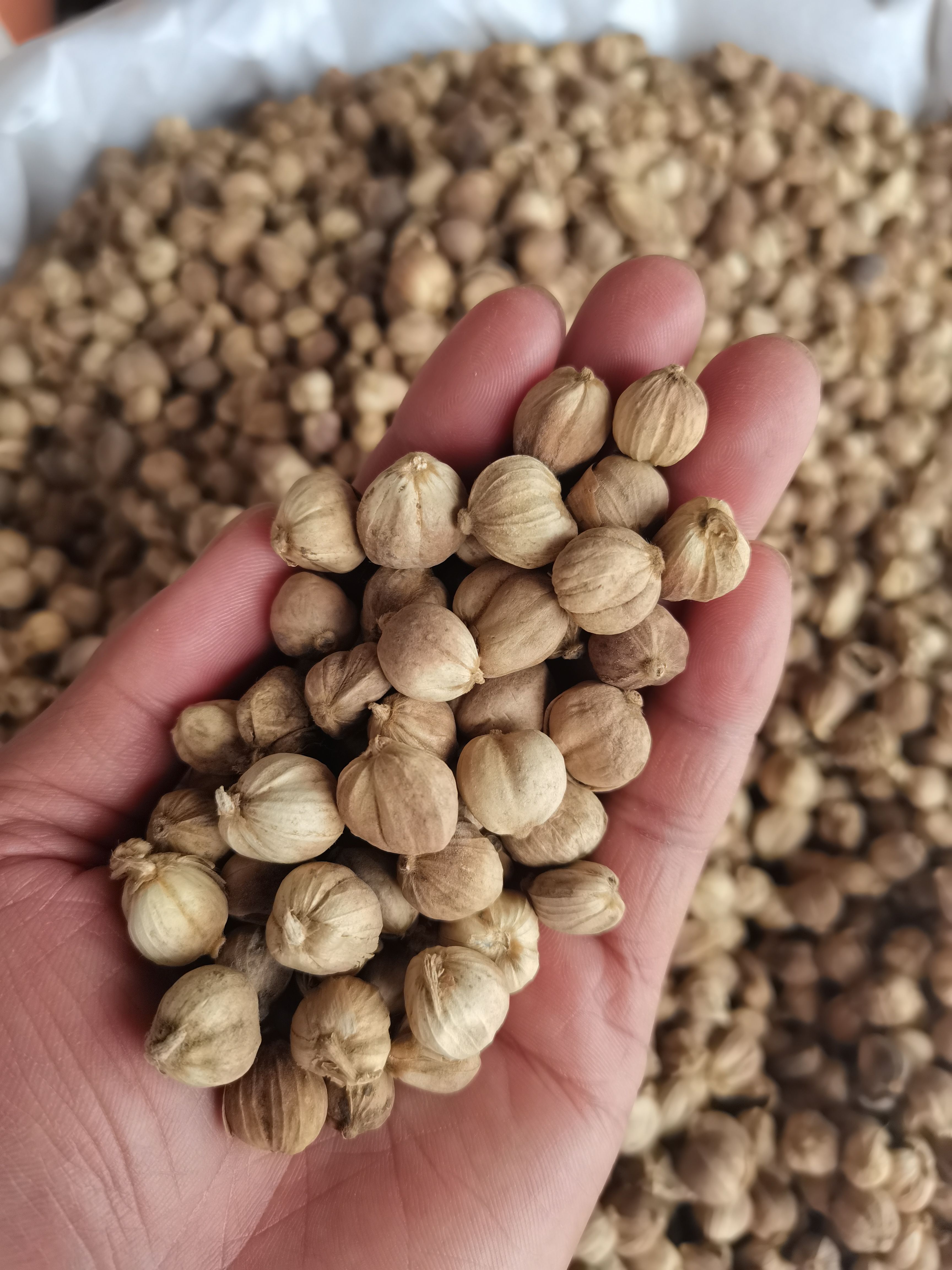 白蔻 白扣 白豆蔻 各种香辛料批发 中药材大全