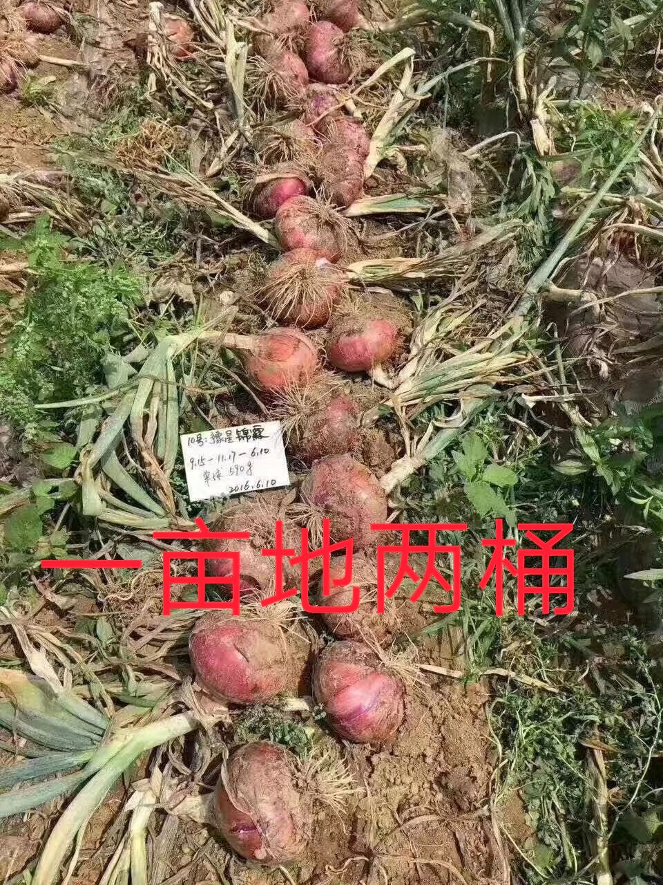 红皮洋葱种子豫星锦霞单球重400g耐抽苔口感脆产量高