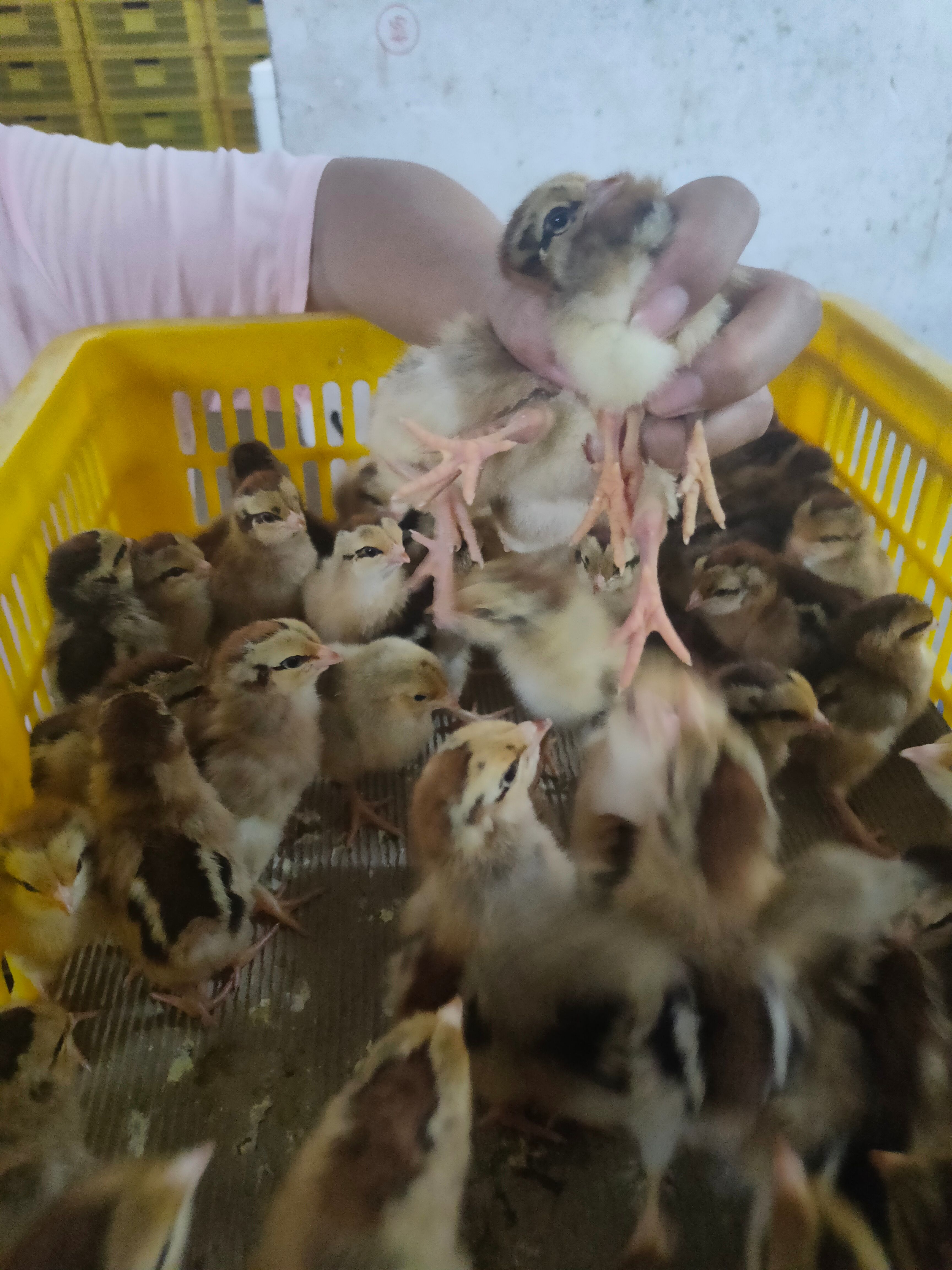 K9鸡苗 新广K901 肉鸡