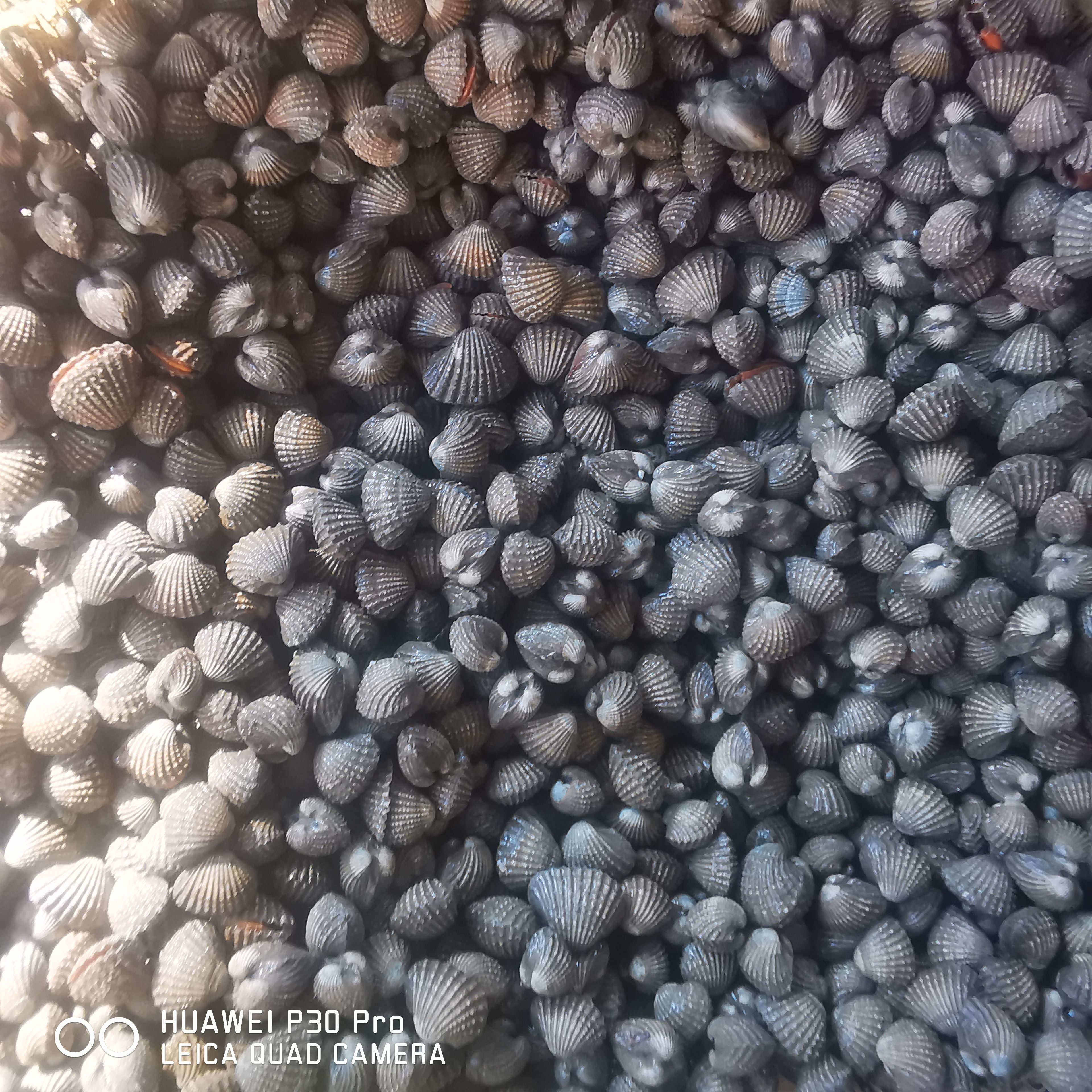 黄贝  连云港血蛤生鲜非毛蛤海鲜水产