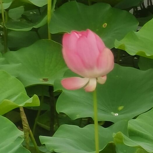 安新县 荷花盆栽