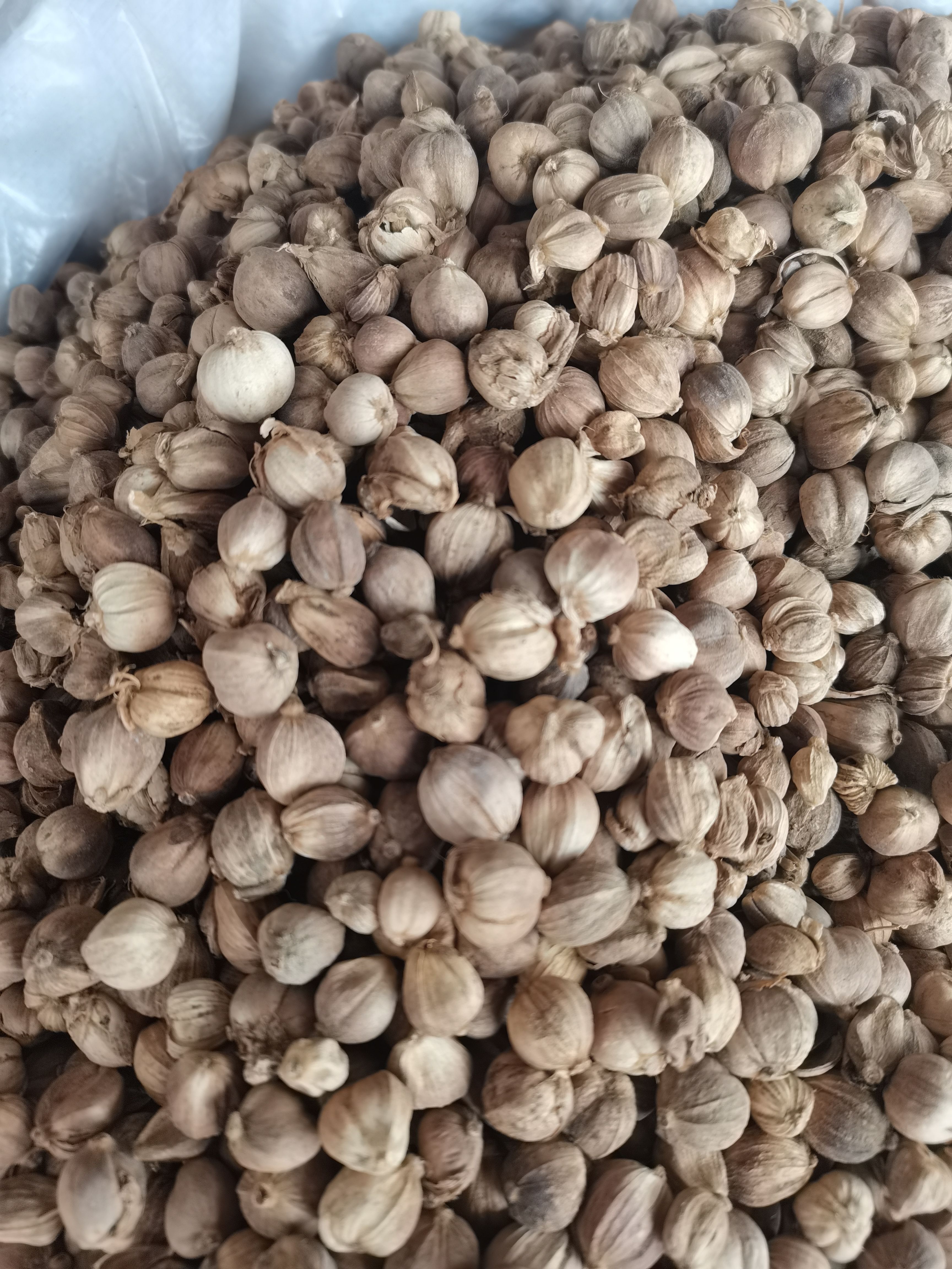 白蔻 白扣 白豆蔻 各种香辛料批发 中药材大全