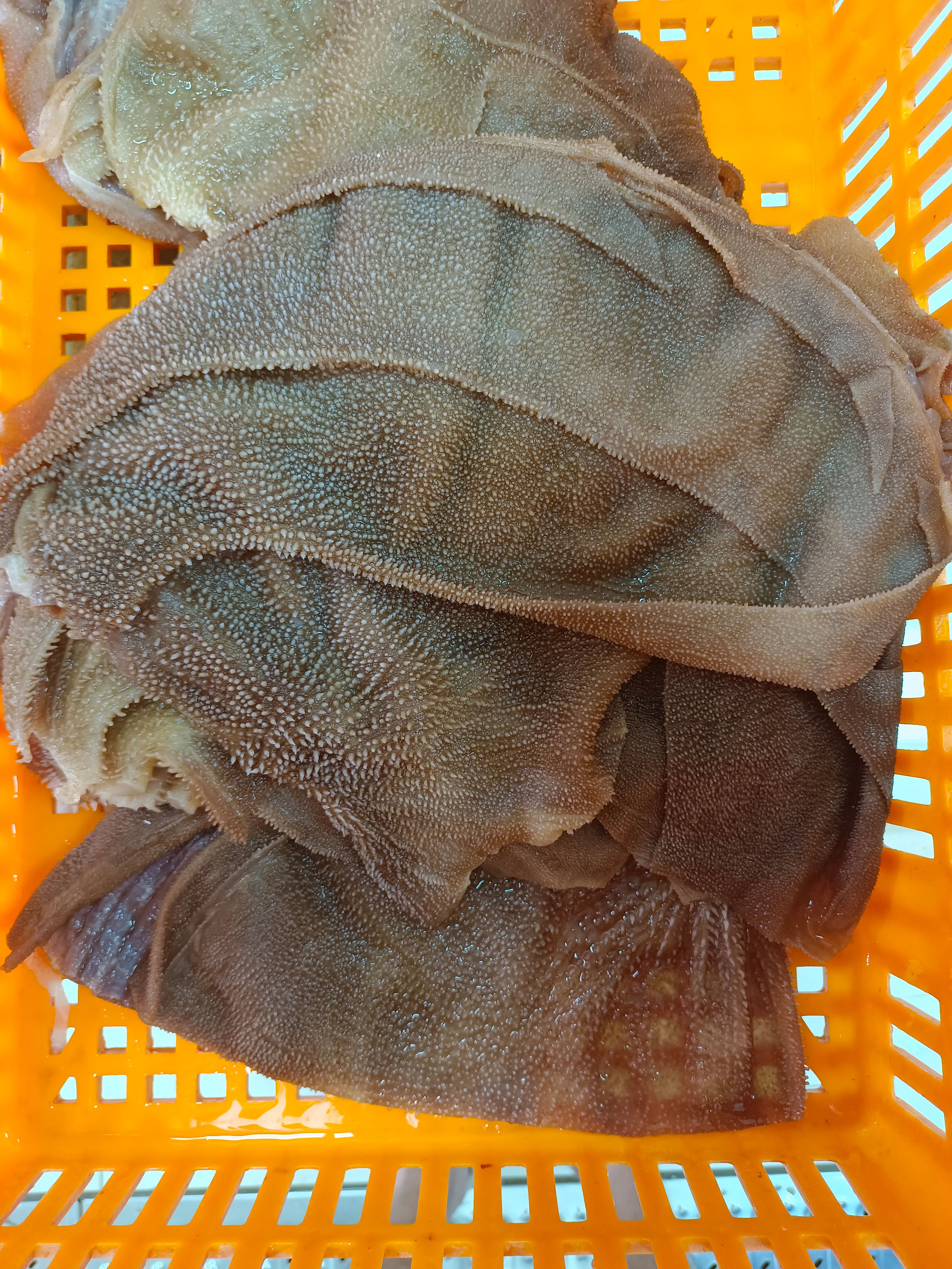 毛肚  精品大叶片 直供火锅。串串。酒店。