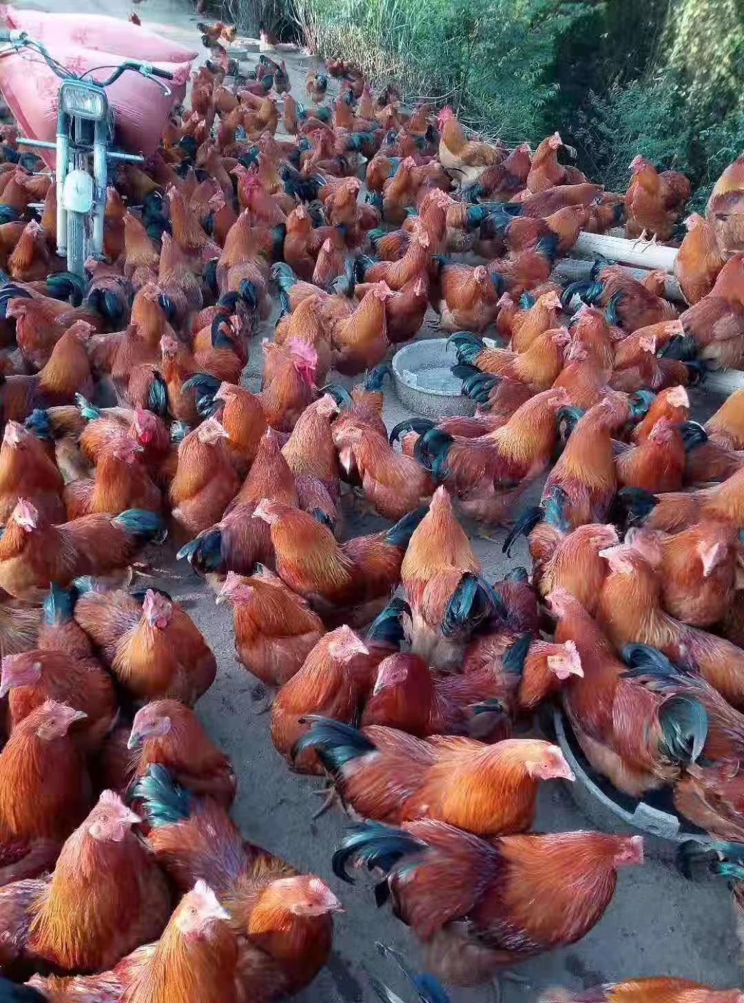 文昌鸡苗 土鸡苗 文昌鸡