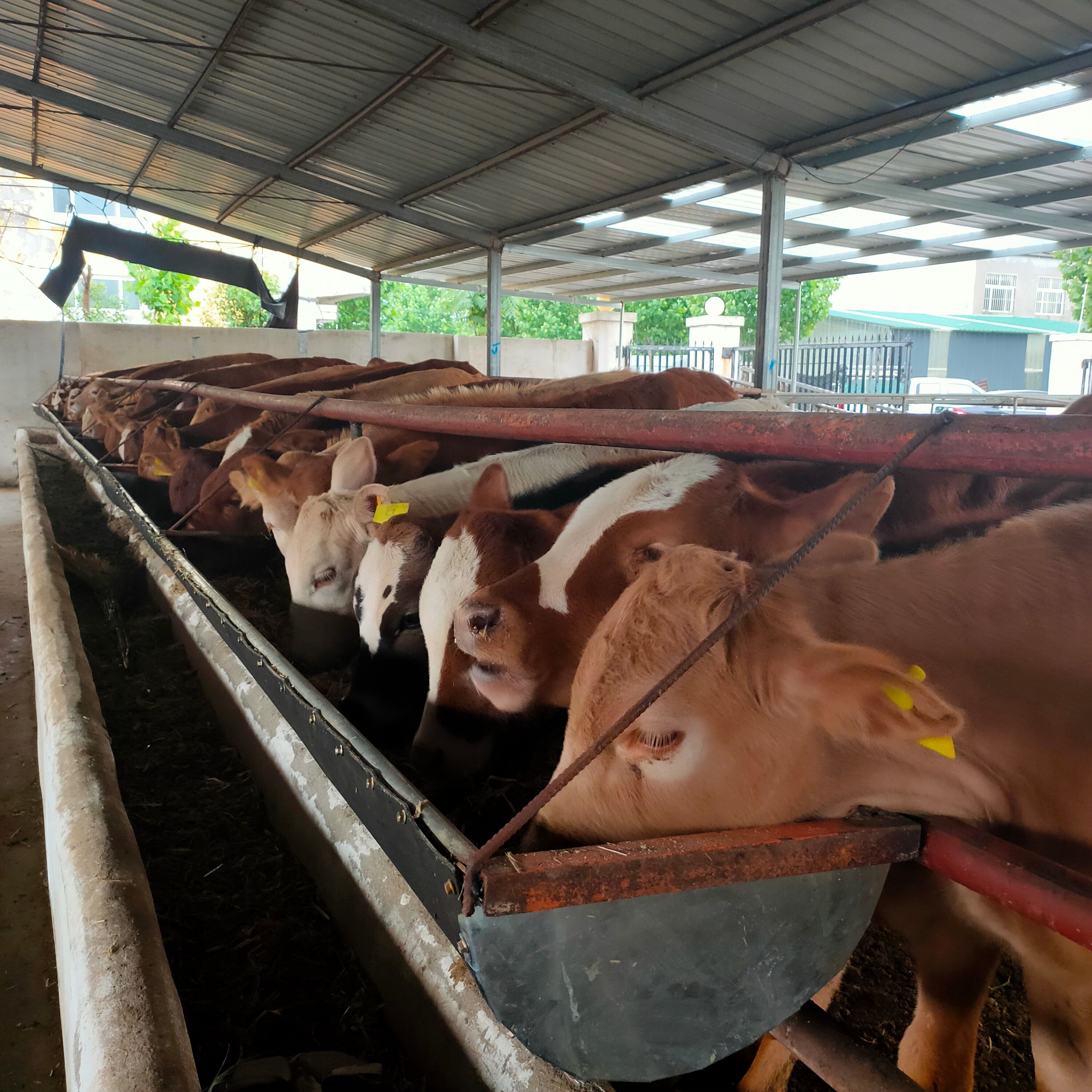 养殖场出售改良肉牛犊 小黄牛 包送养殖技术可回收