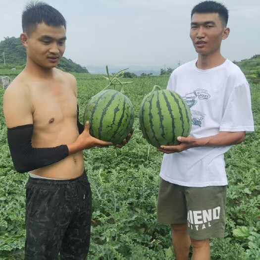 安顺 平坝区百亩麒麟西瓜大量批发