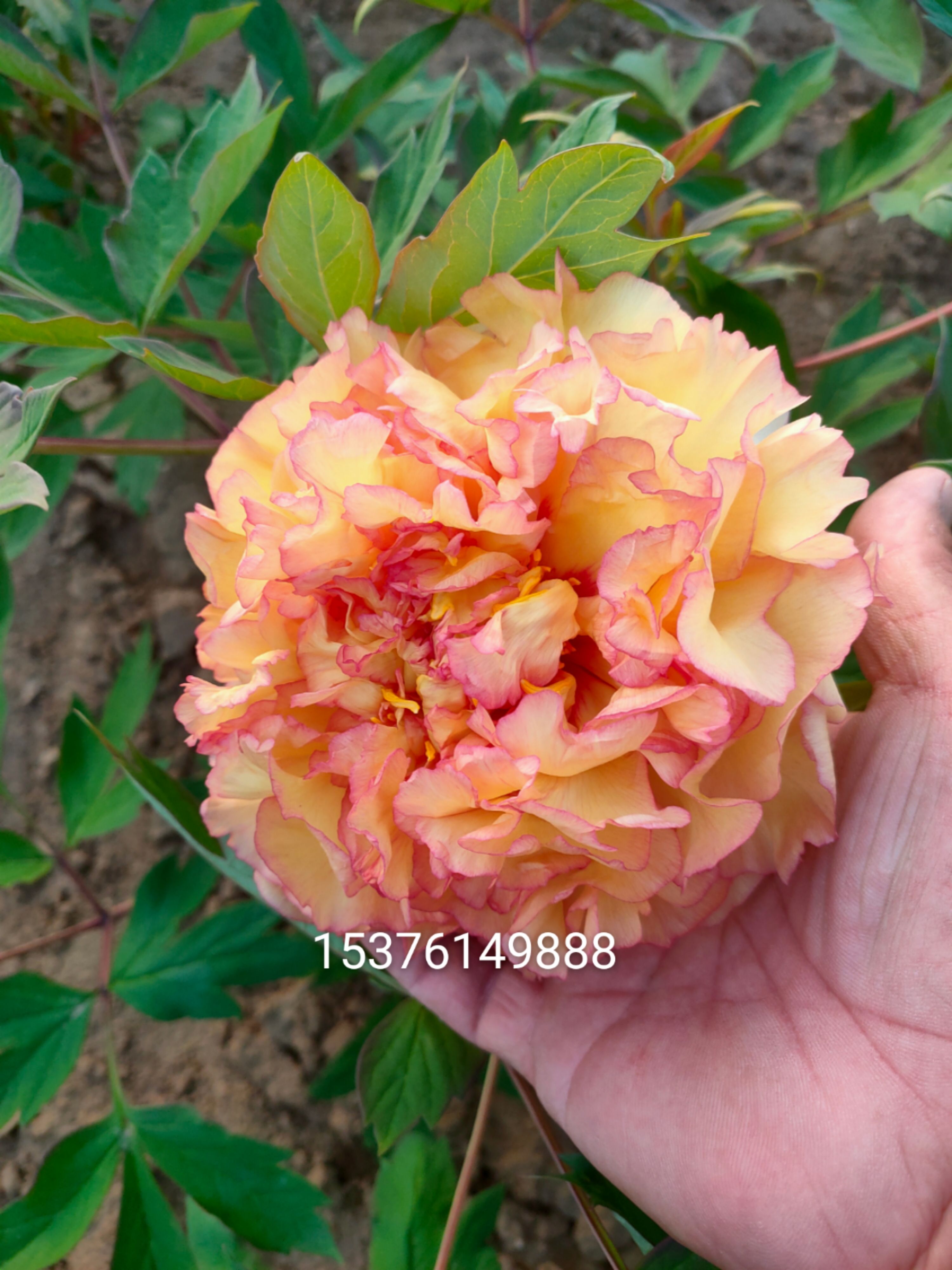 观赏牡丹 精品牡丹，重瓣牡丹花品种齐全