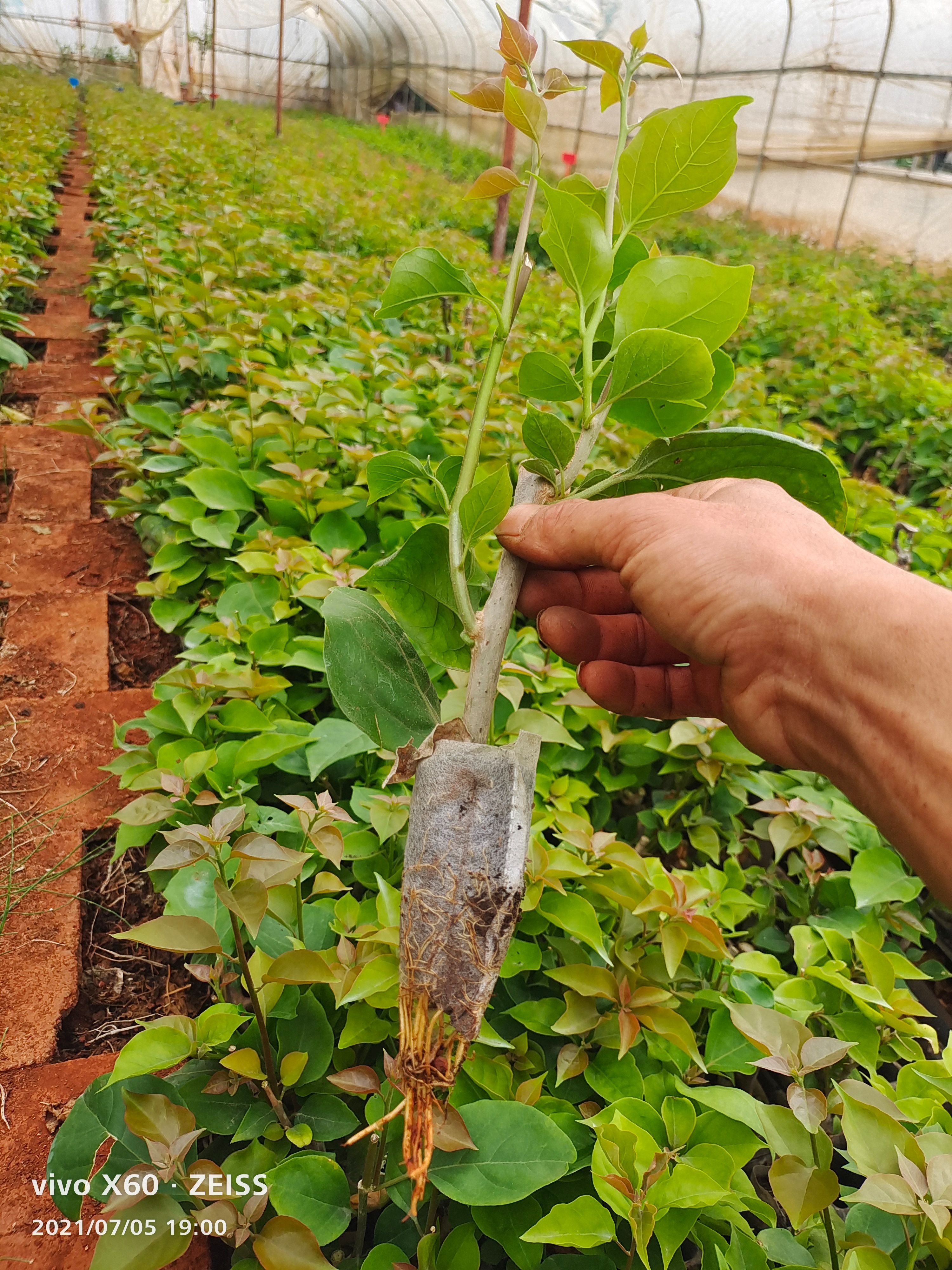 金心双色三角梅  红心樱花三角梅 色四季变色，