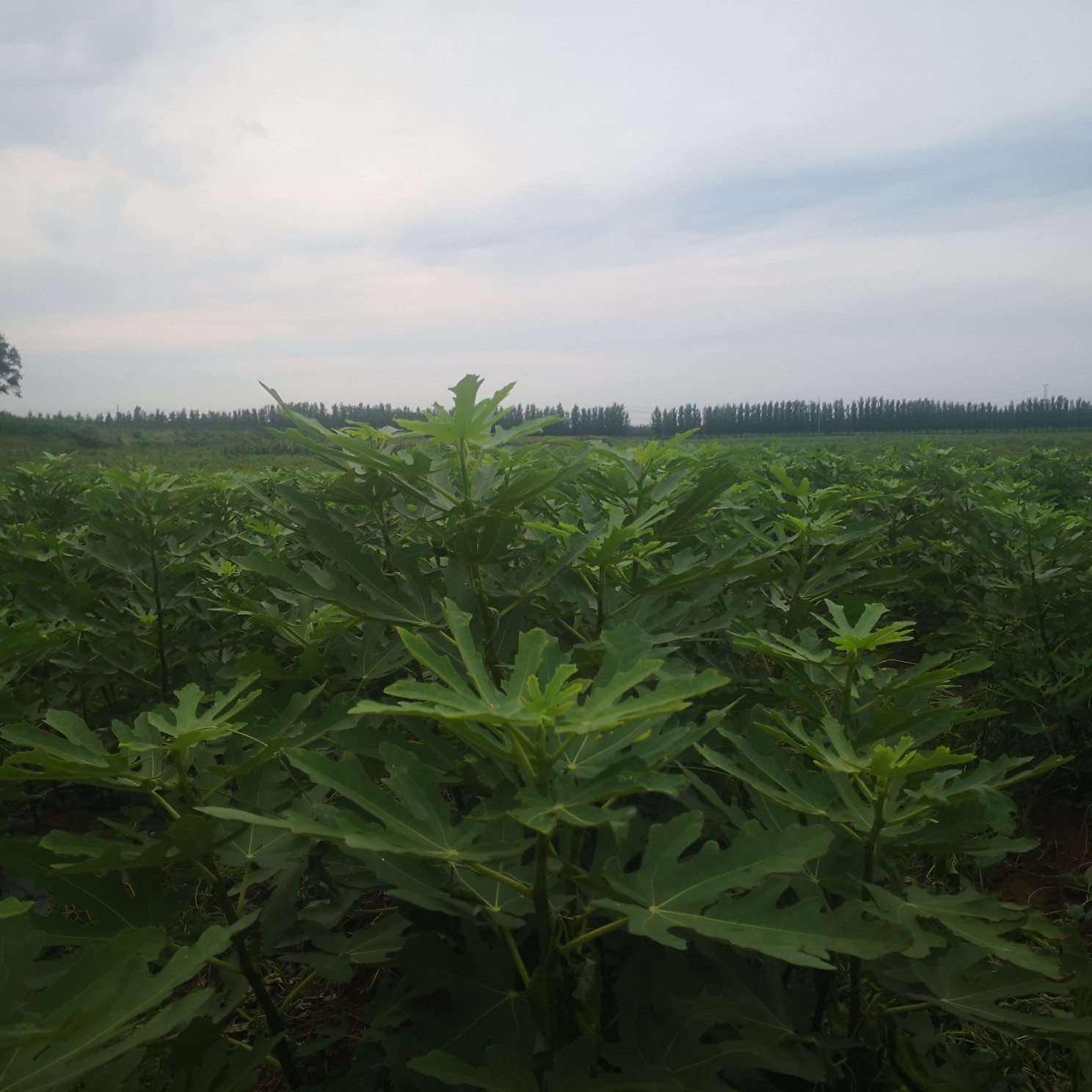 无花果树苗 扦插小苗 裸根苗 