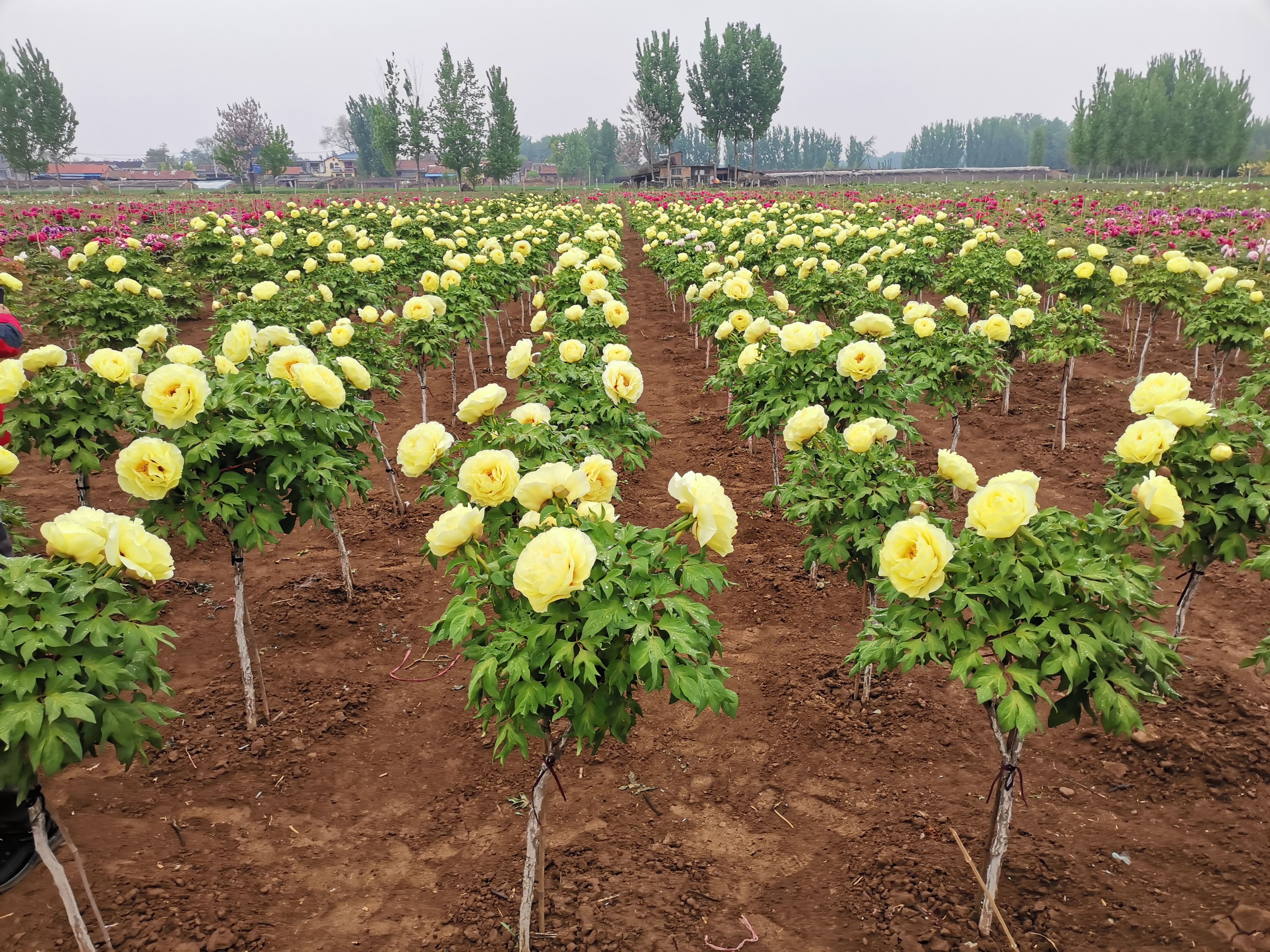 独杆牡丹树，花王，皇冠！
