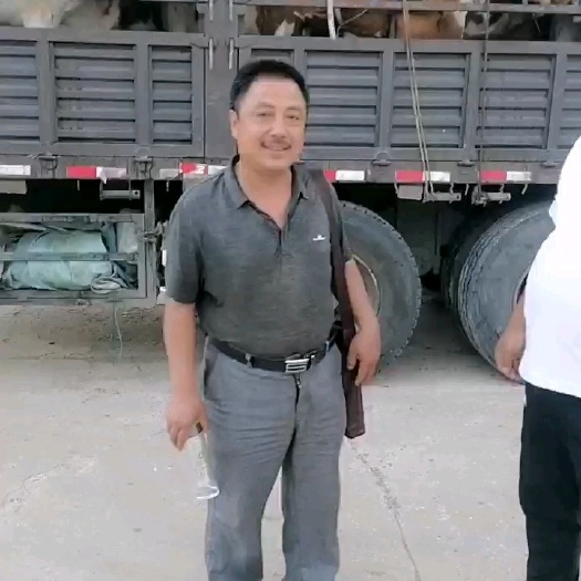 扎鲁特旗西门塔尔牛 我们这里的牛，都是山地草原牛，到哪里都适应，价格优惠。