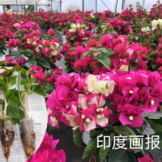 印度画报三角梅四季变色营养杯苗种植范围盆栽 绿化 庭园种植