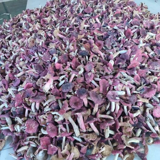 随州2021新货野生红菇小二片菇，菇形完整，颜色好，肉质厚