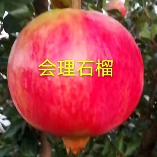 会理市突尼斯软籽石榴 会理石榴果大、色鲜、皮薄、粒饱、汁多、籽软，风味独特品质优良