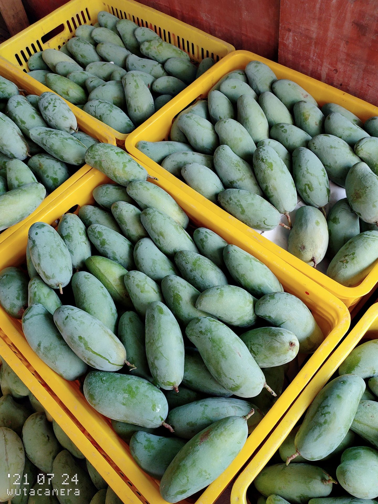  广西桂七香芒，一个让全世界都赞叹的芒果，号称芒果**