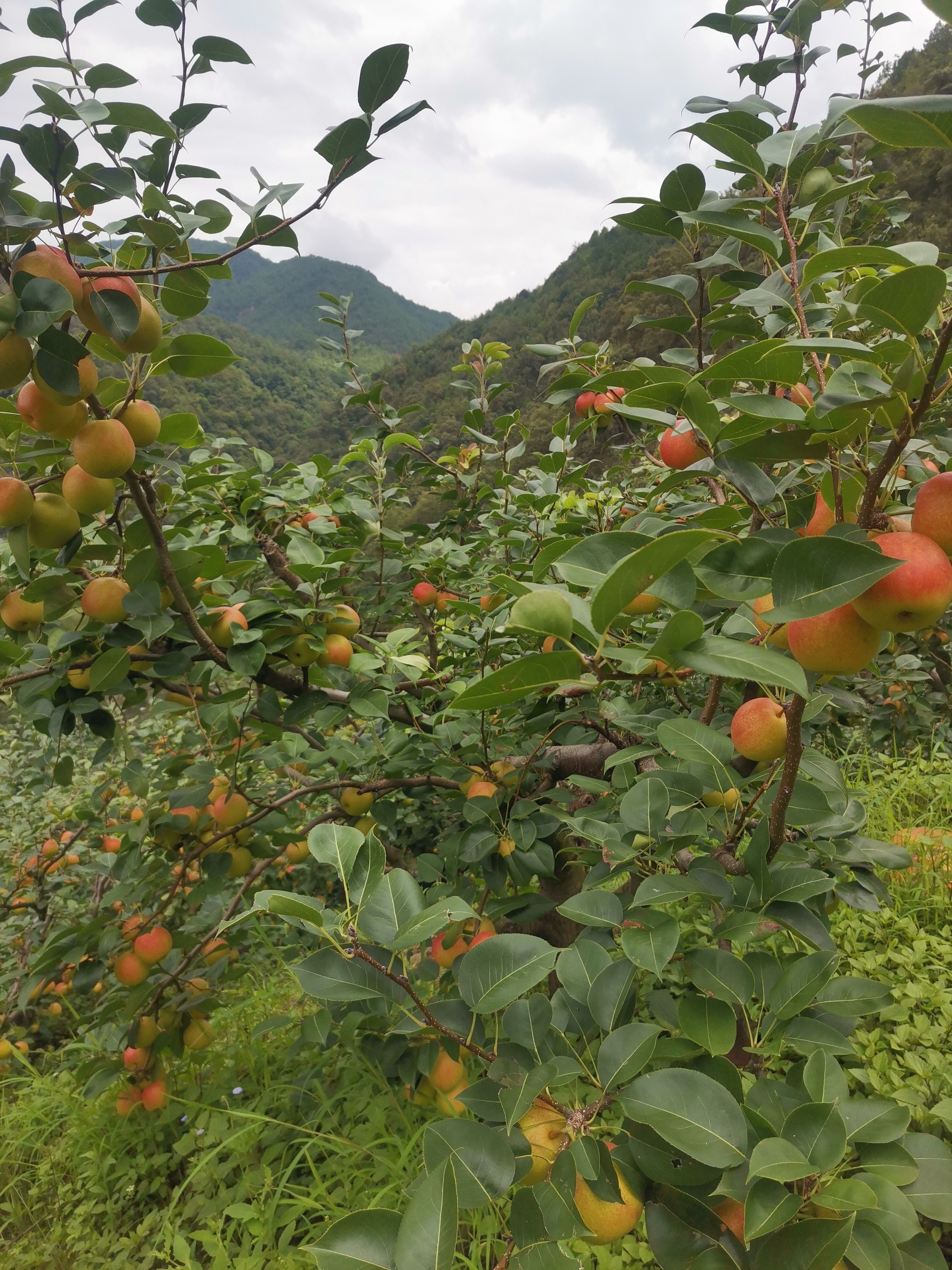 早酥紅梨  紅梨