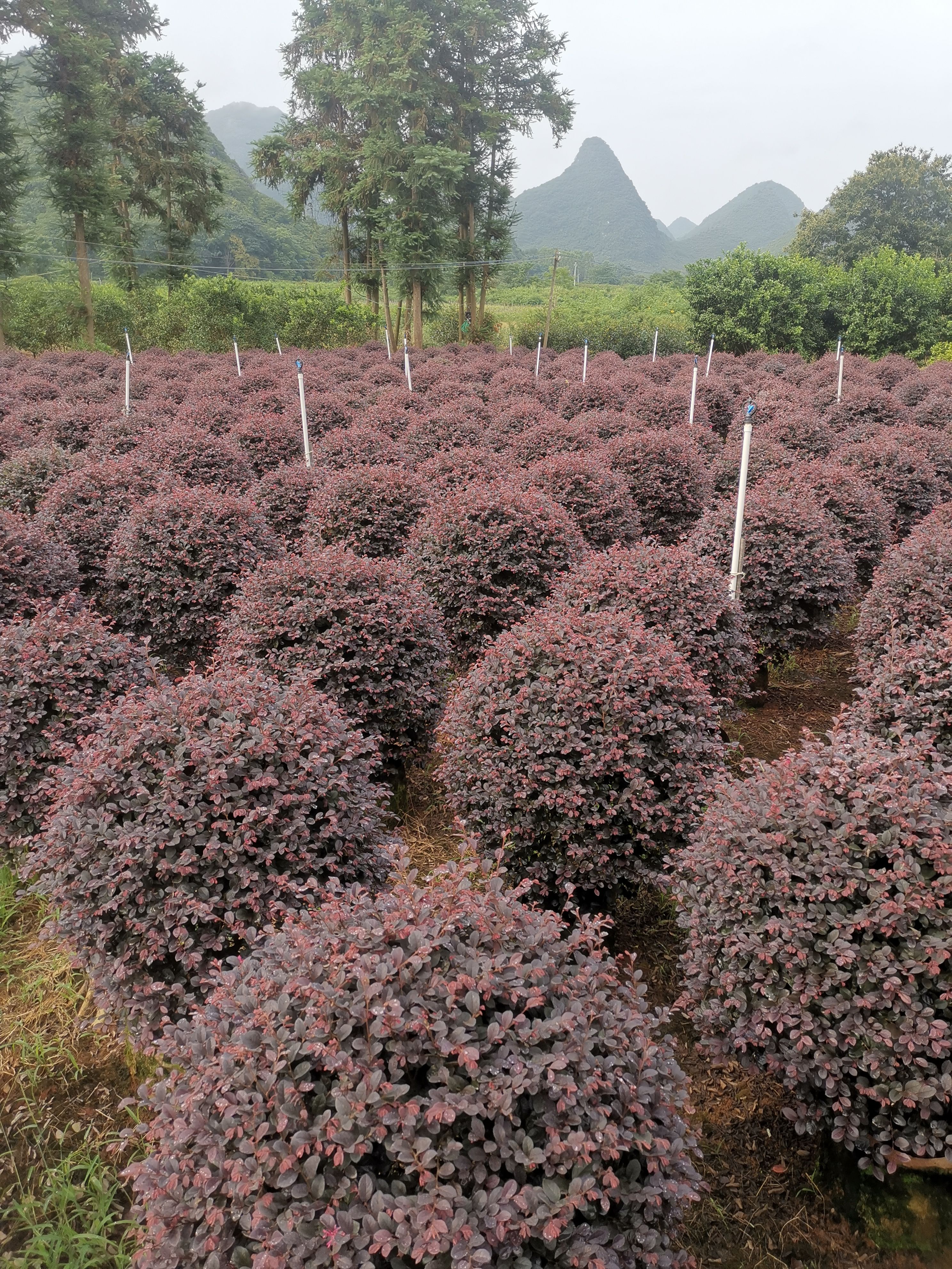 大叶红 1~1.5米 4~6公分 4~6公分 1~2米 带营养钵发货