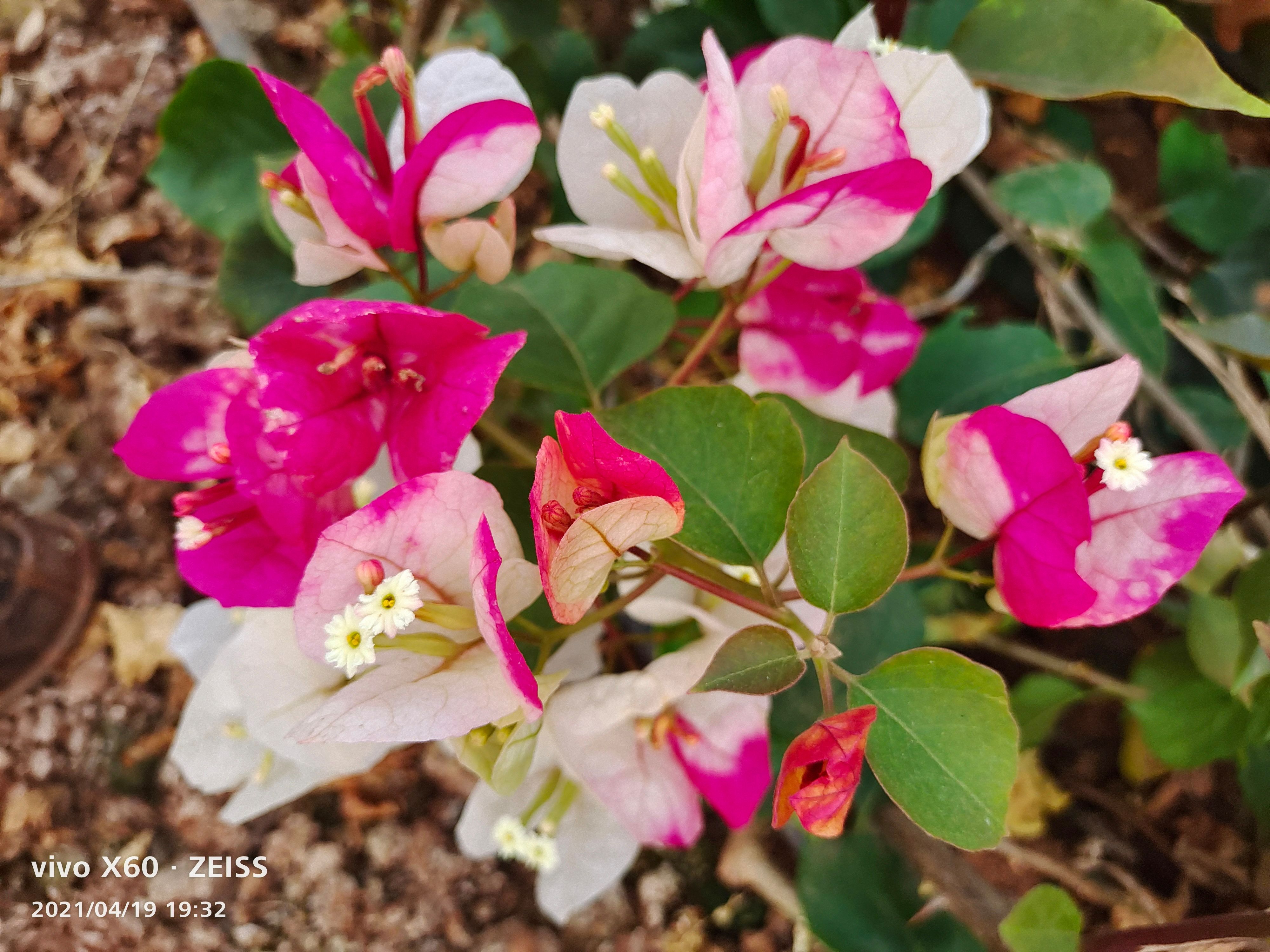 印度画报三角梅四季变色营养杯苗种植范围盆栽 绿化 庭园种植