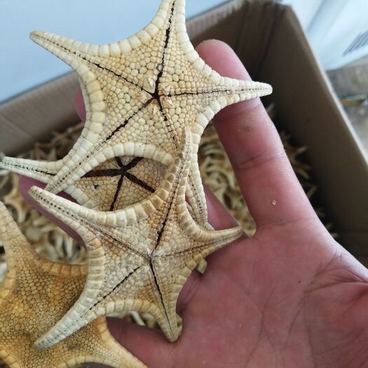 亳州 海星，精选优质海星供应各种规格中药材及冷背中药材