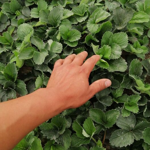 淮南红颜草莓苗 地栽苗 否 