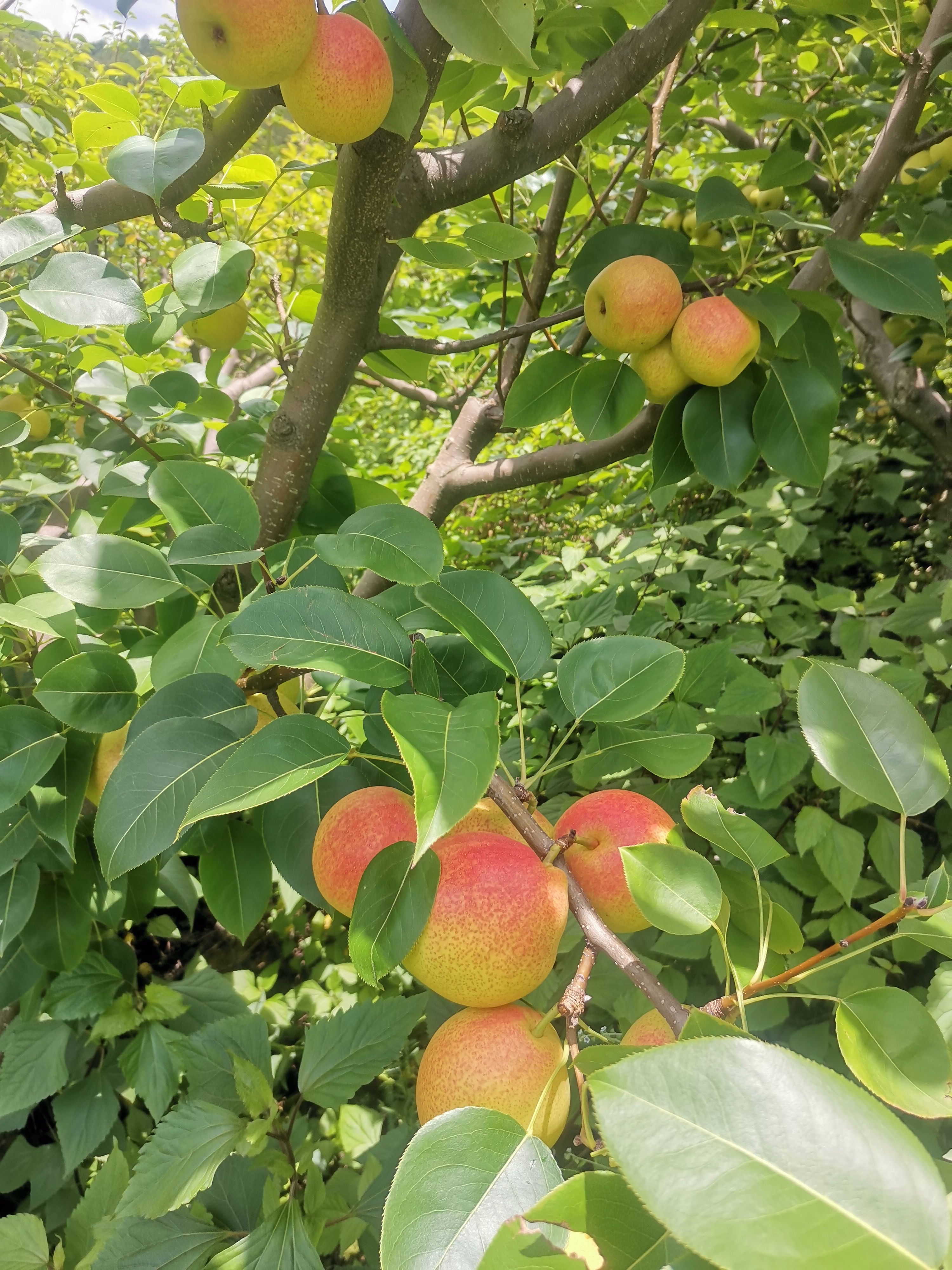 早酥紅梨  紅梨