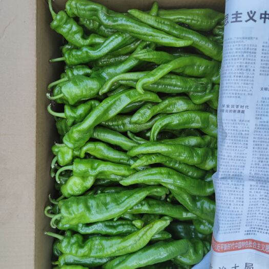 威宁县螺丝椒1400亩，量大可持续供货，每天可发车6.8米货车一车