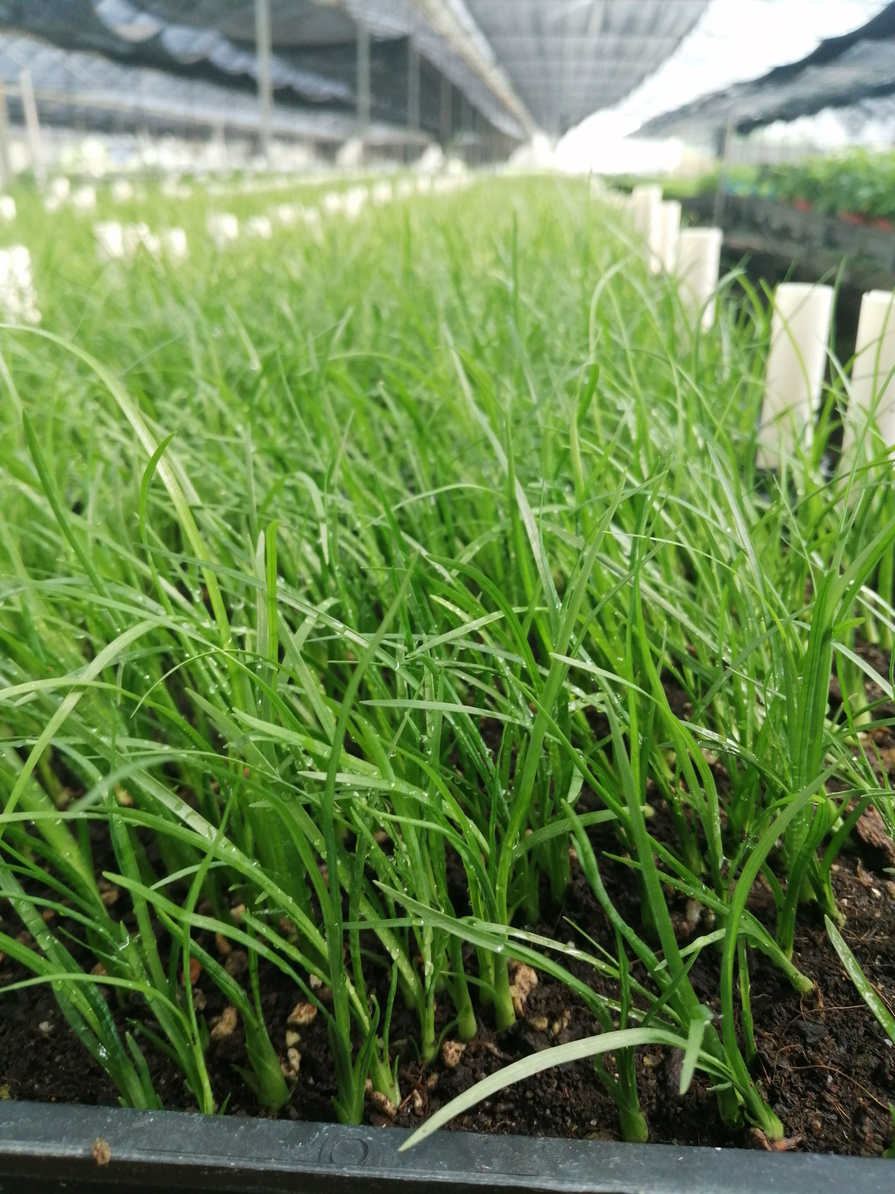 酒瓶兰盆栽  酒瓶兰