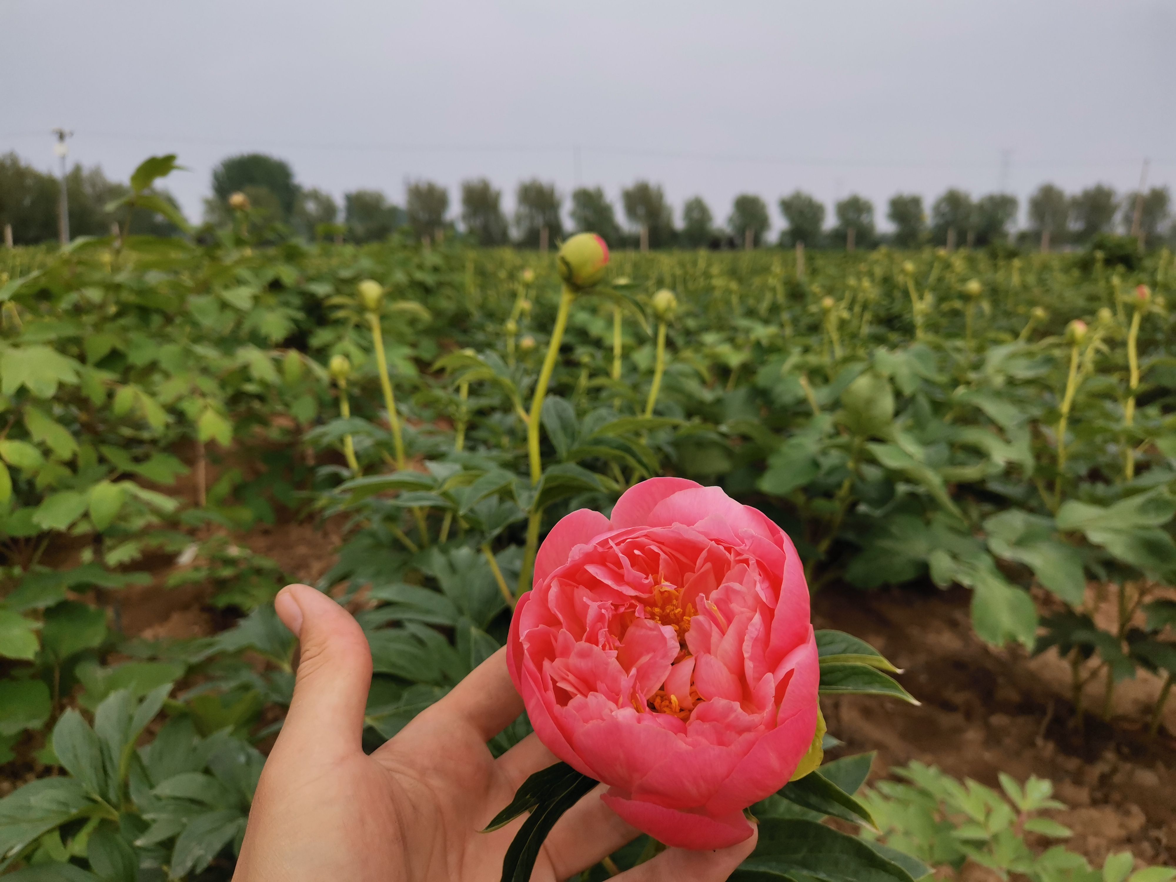多花芍药  芍药落日珊瑚