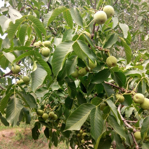 遵化市青皮核桃