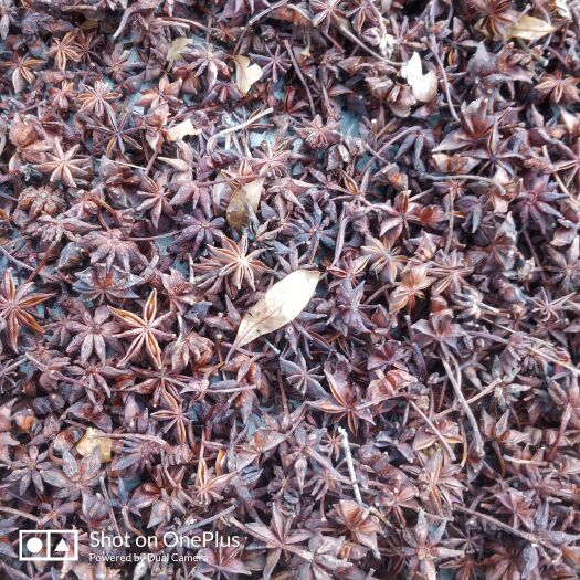 梧州大量出售无硫春花八角   可定做加工去枝柄  具体联系我