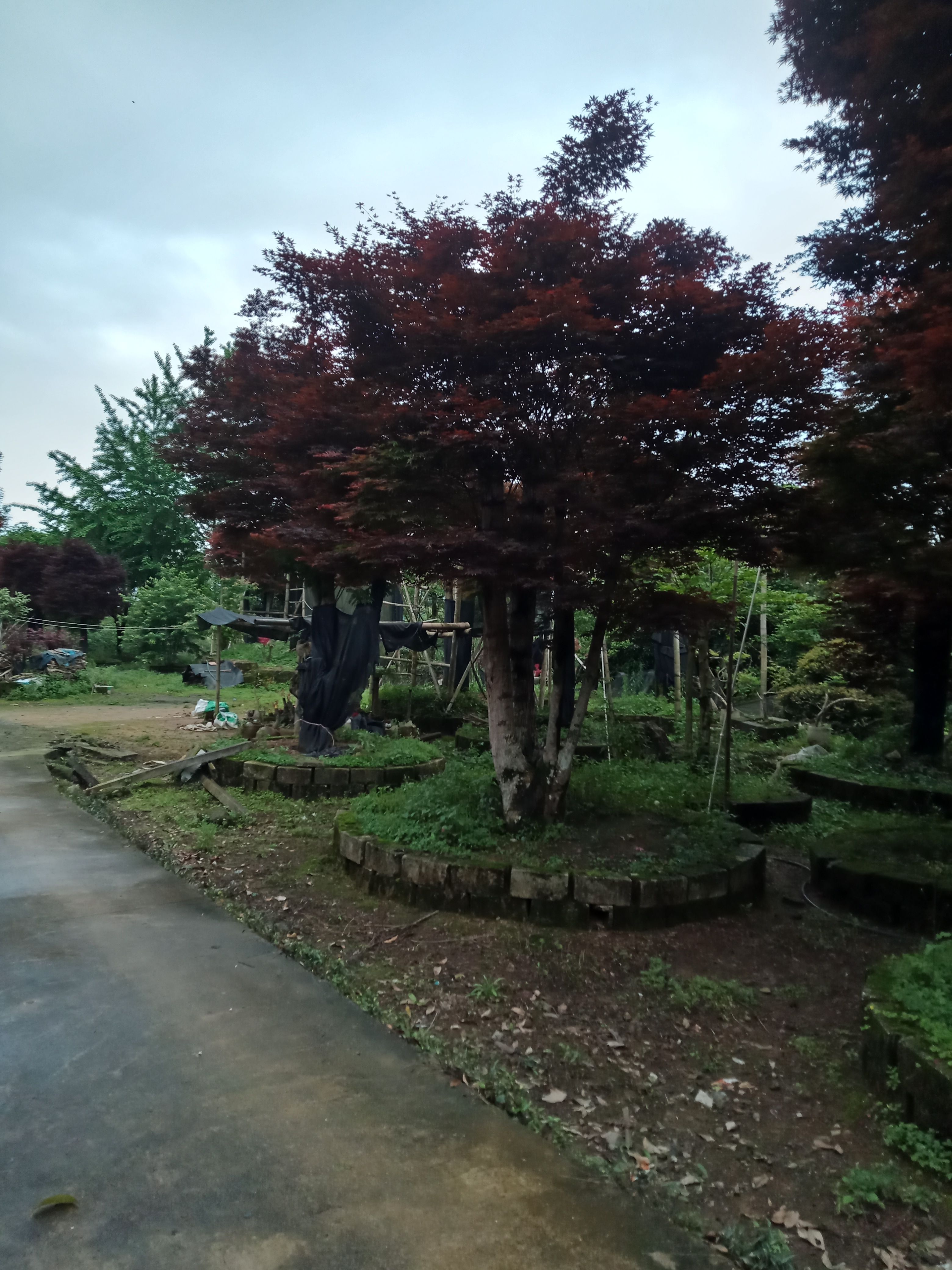 嫁接中国红枫，日本红枫，三季红枫