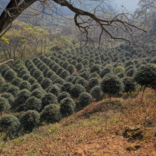 桂花树  精品高杆桂花