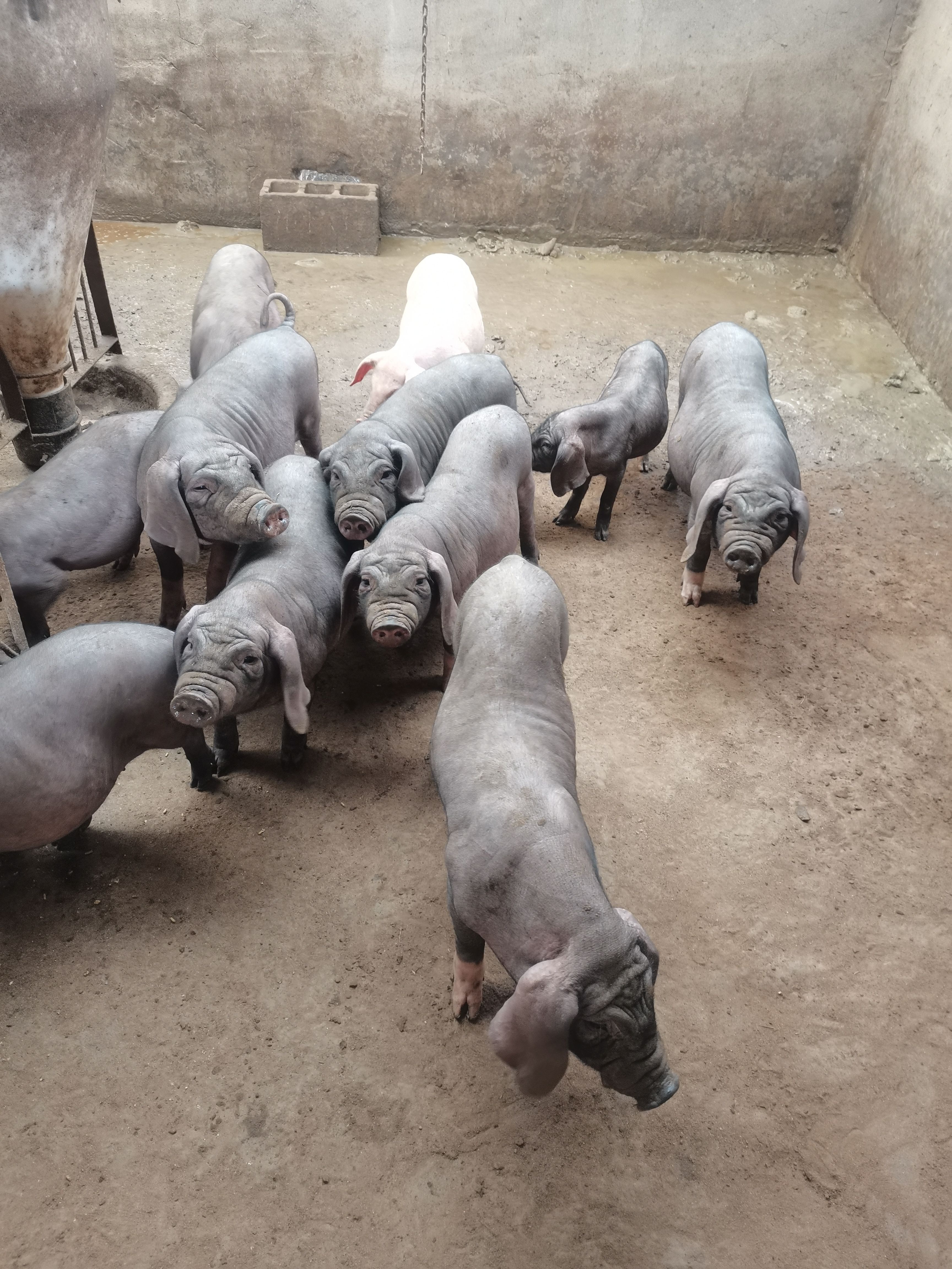 太湖猪  太湖原种母猪，太湖一代母猪，自产自销，谨防假冒。